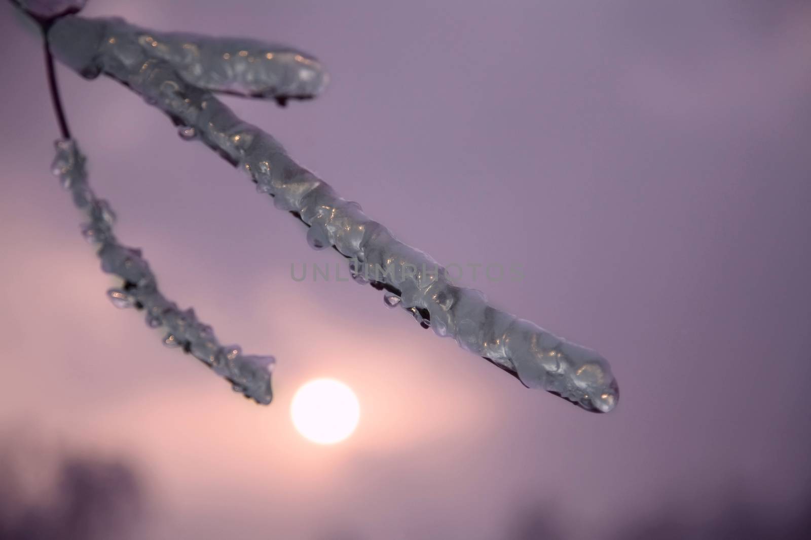  ice on twig of  tree by foryouinf