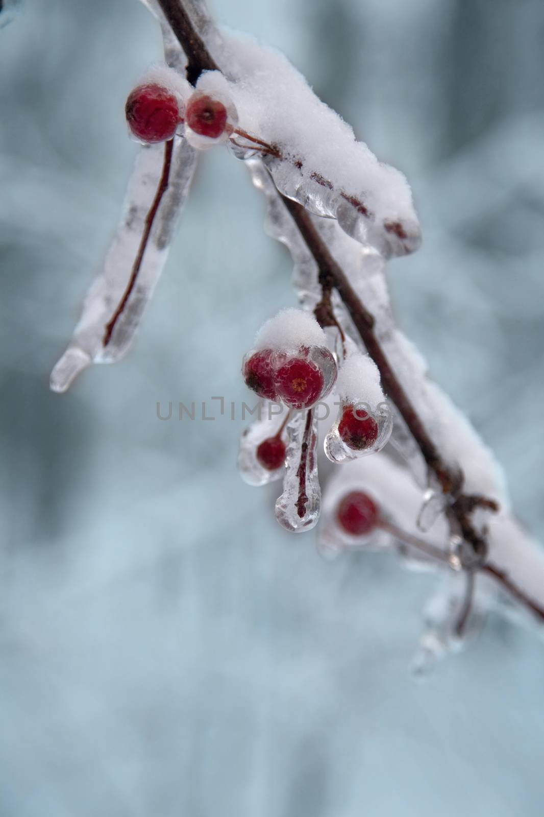 Ice on frozen red   berry