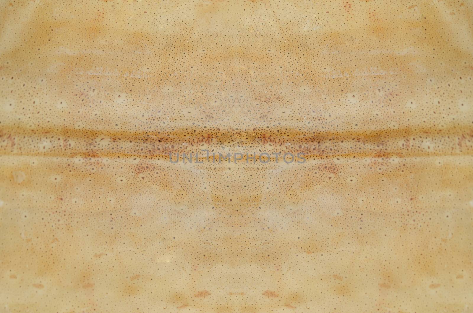 Cuttlefish skin texture ,  ( squid skin for background )