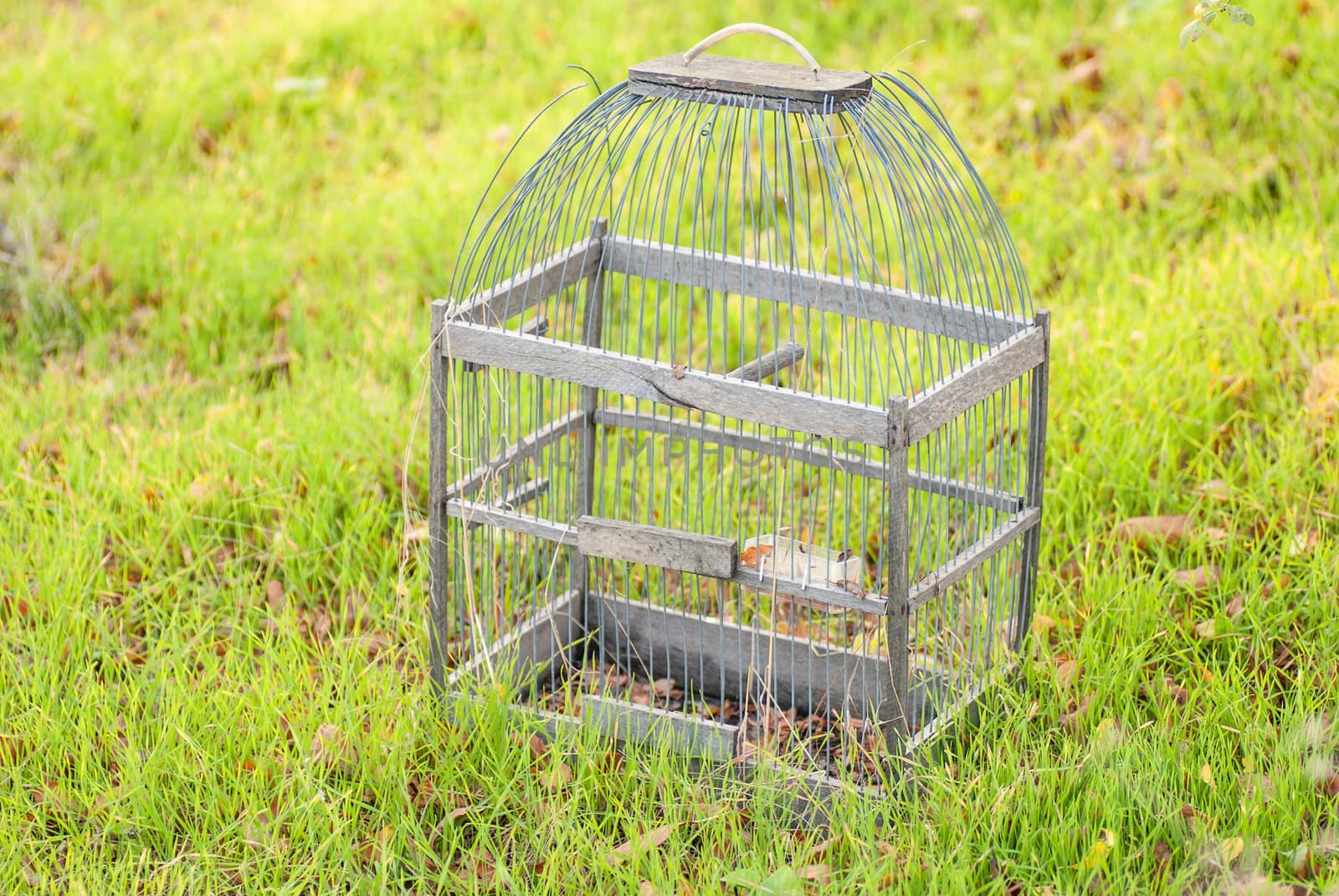 Cage for birds on a green  grass by Zhukow