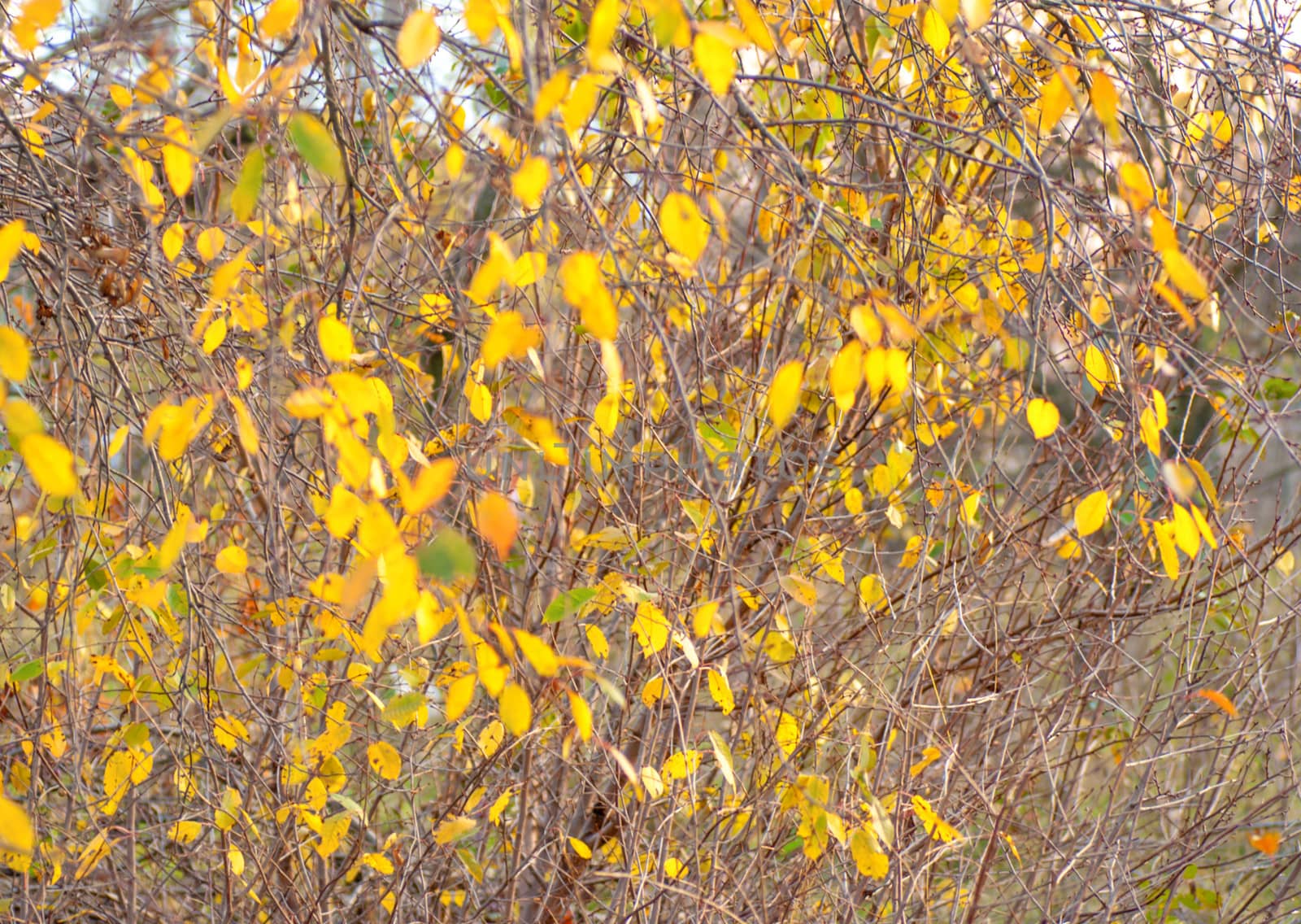 Autumn Landscape. Park in Autumn. Dry leaves in the foreground. Background of autumn leaves. by Zhukow