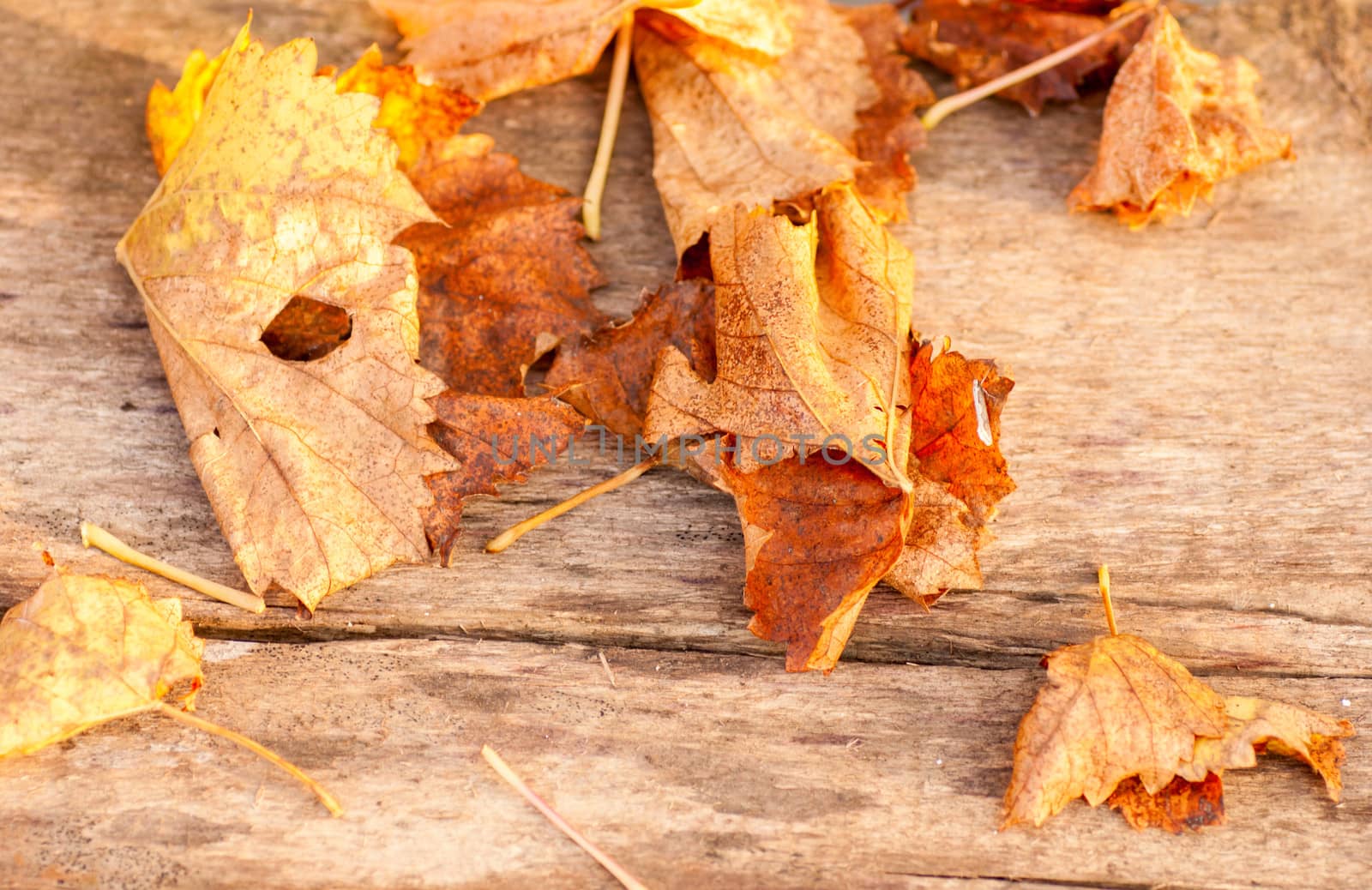 yellow wet autumn leaves on the background a dark old wood