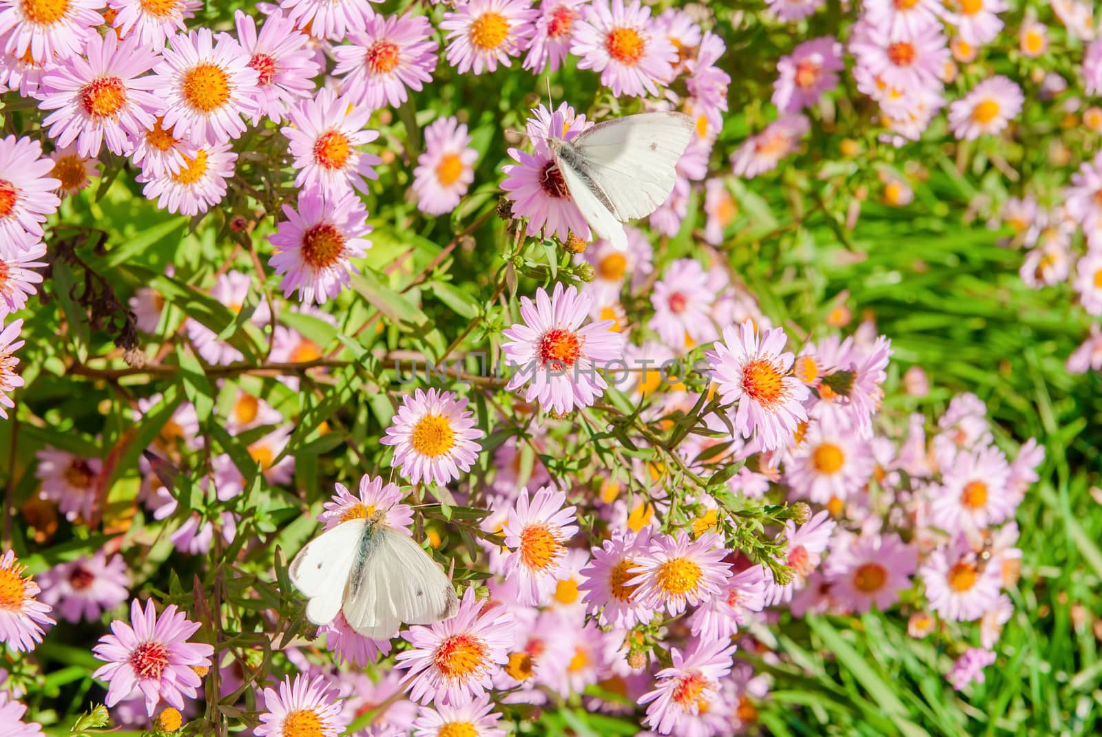 Butterflies on a yellow flower the camomile by Zhukow