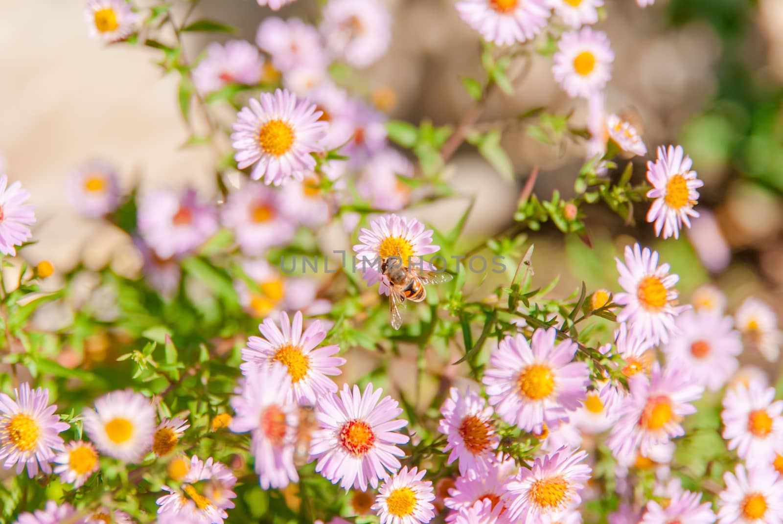 Chamomile Flower and Bee taken pollen Summer colorful background