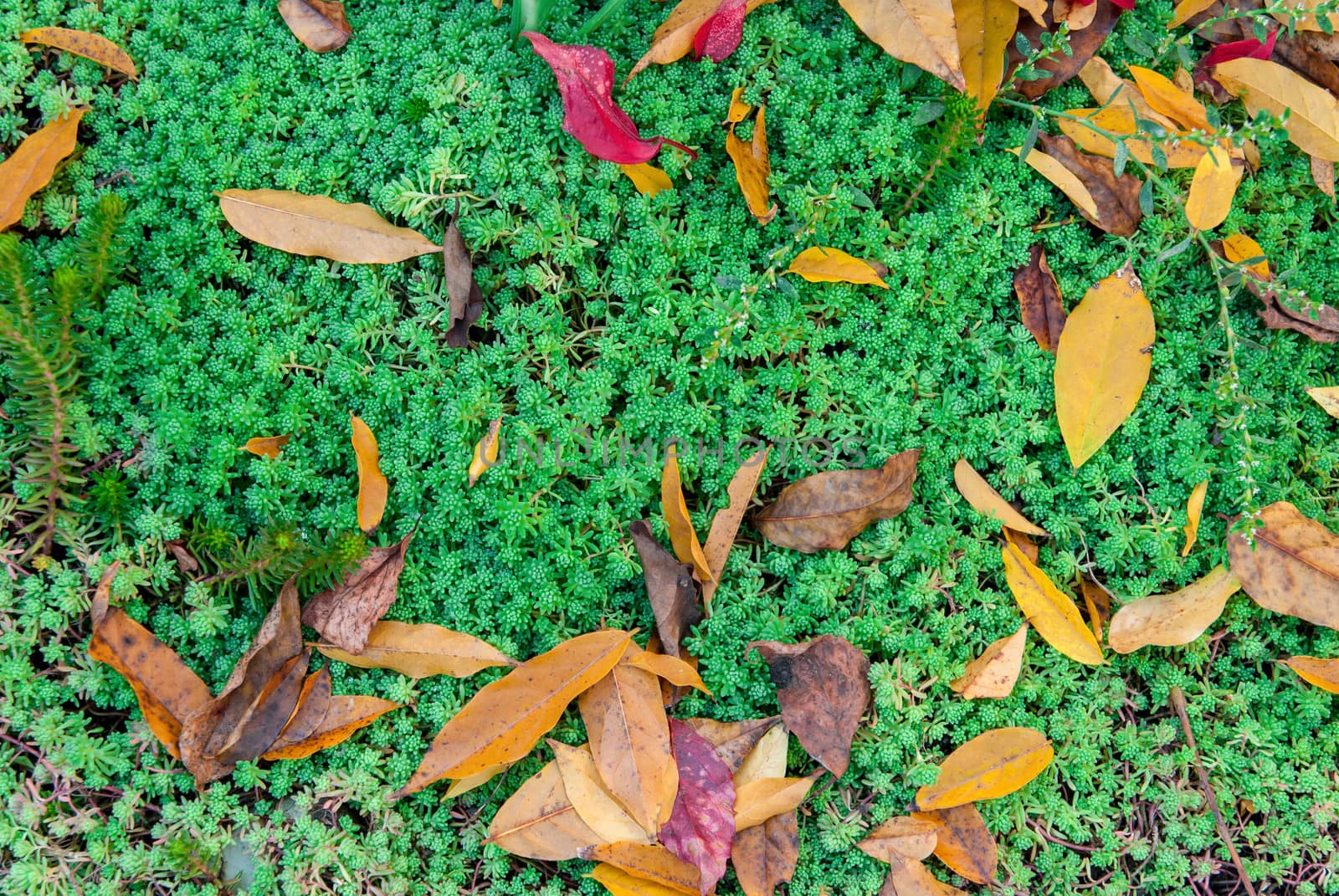 Autumn leaves on green grass by Zhukow