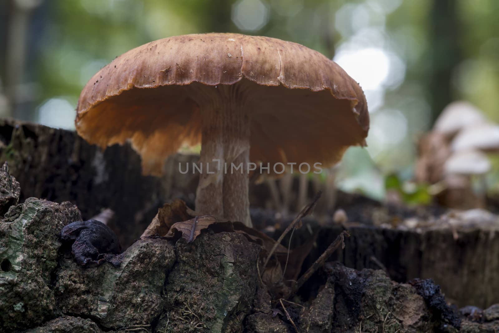 fungus on old tree in autumn nature