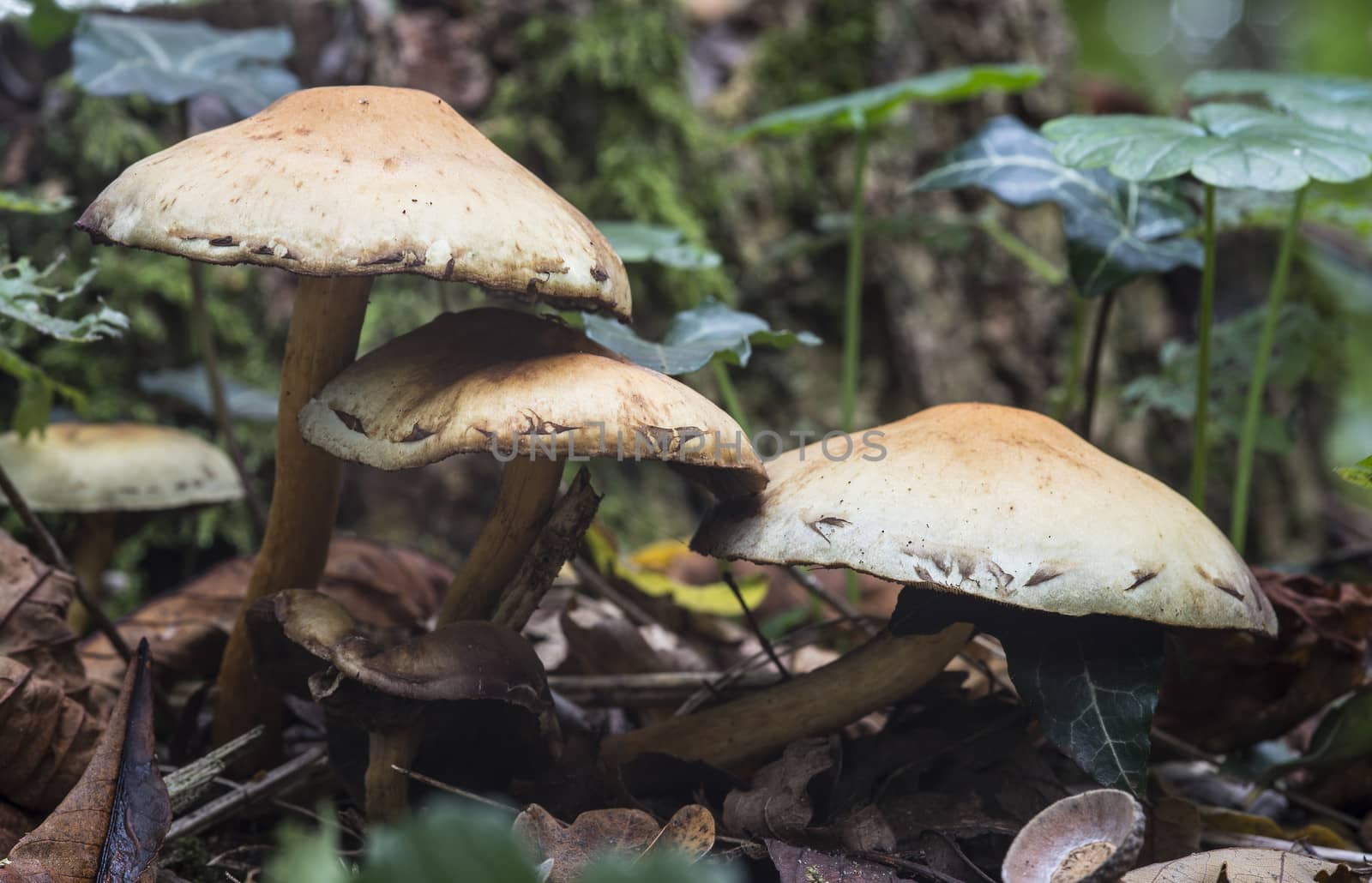 fungus in forest by compuinfoto