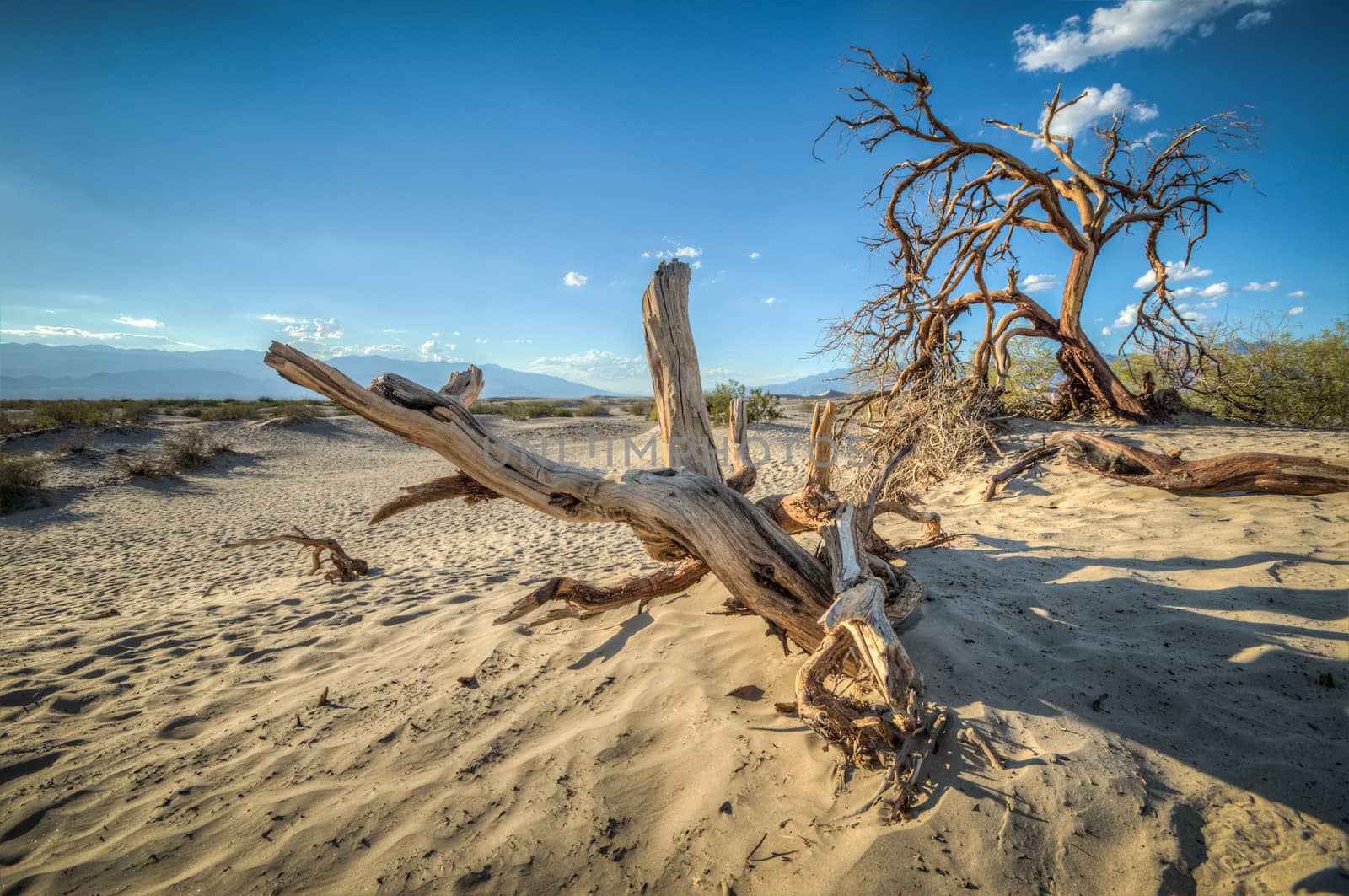 Death Valley dunes wood by weltreisendertj