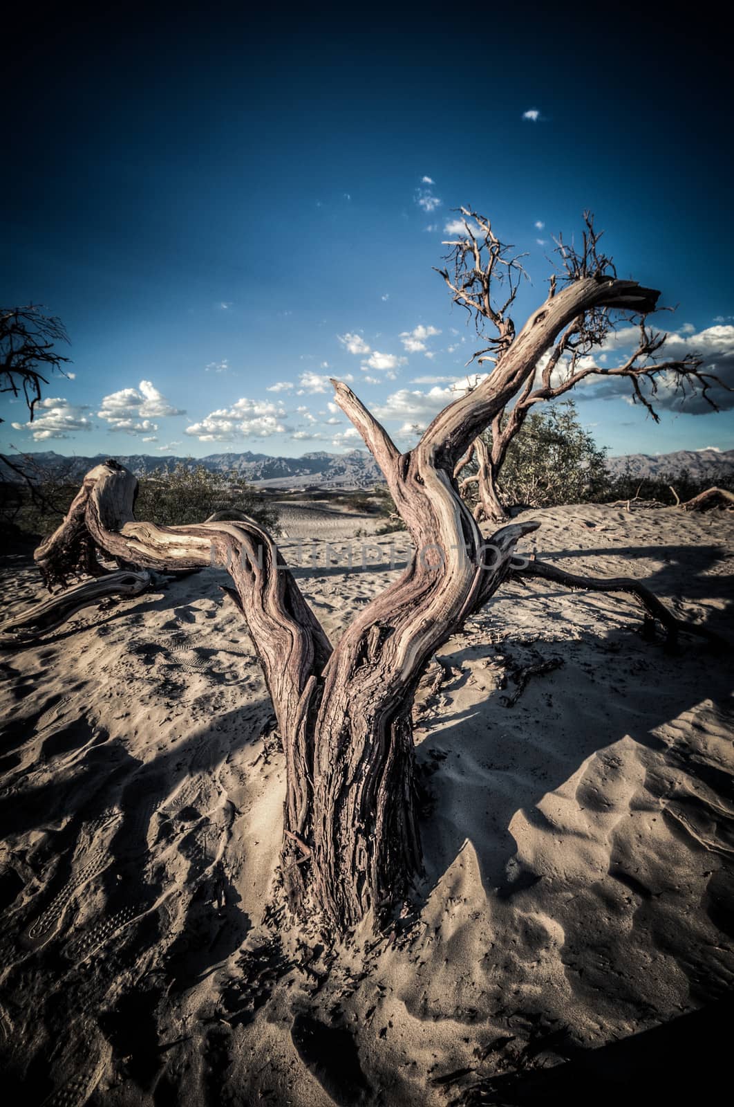 Death Valley dunes wood in HDR by weltreisendertj