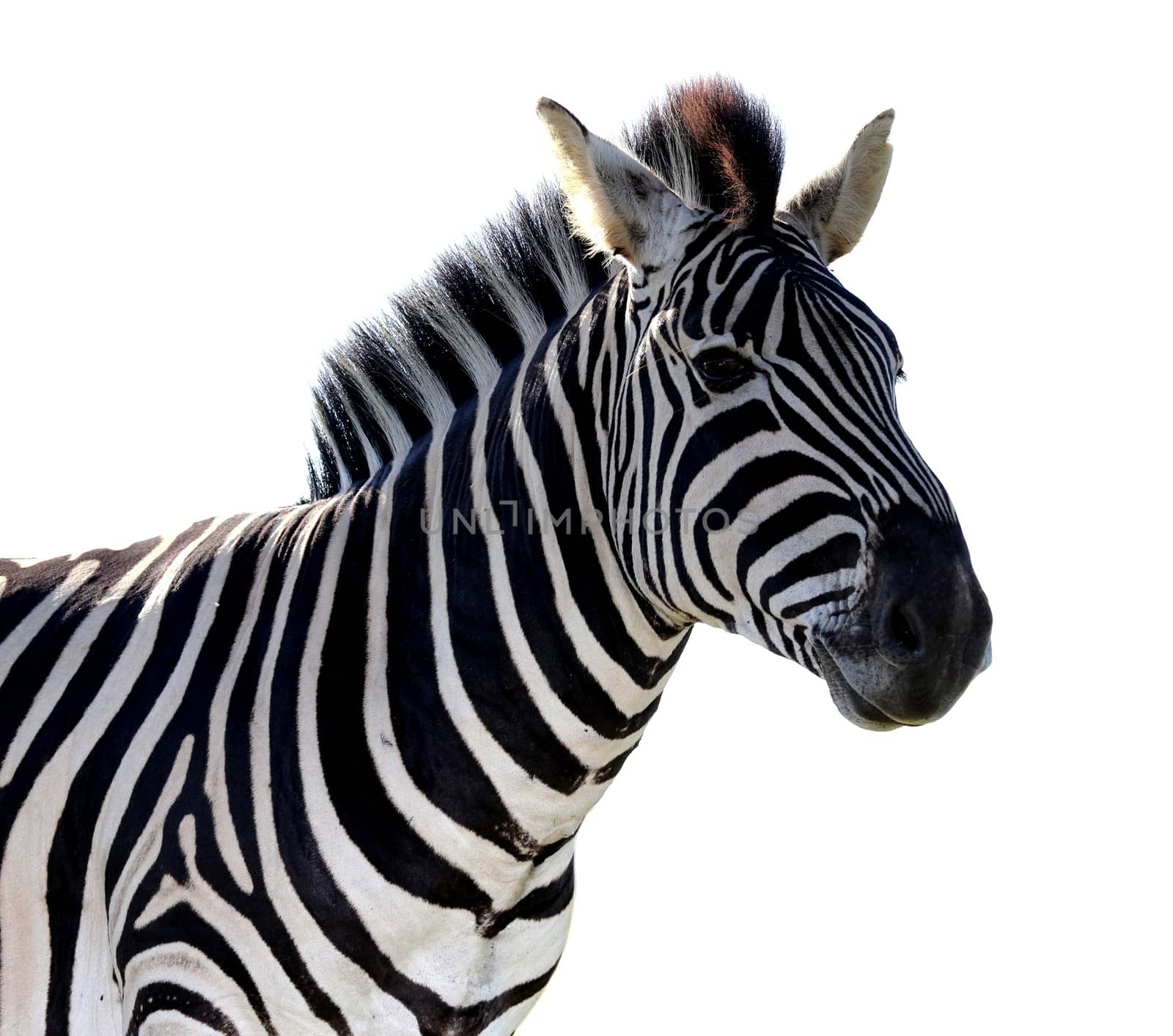 Striped zebra portrait isolated on white background