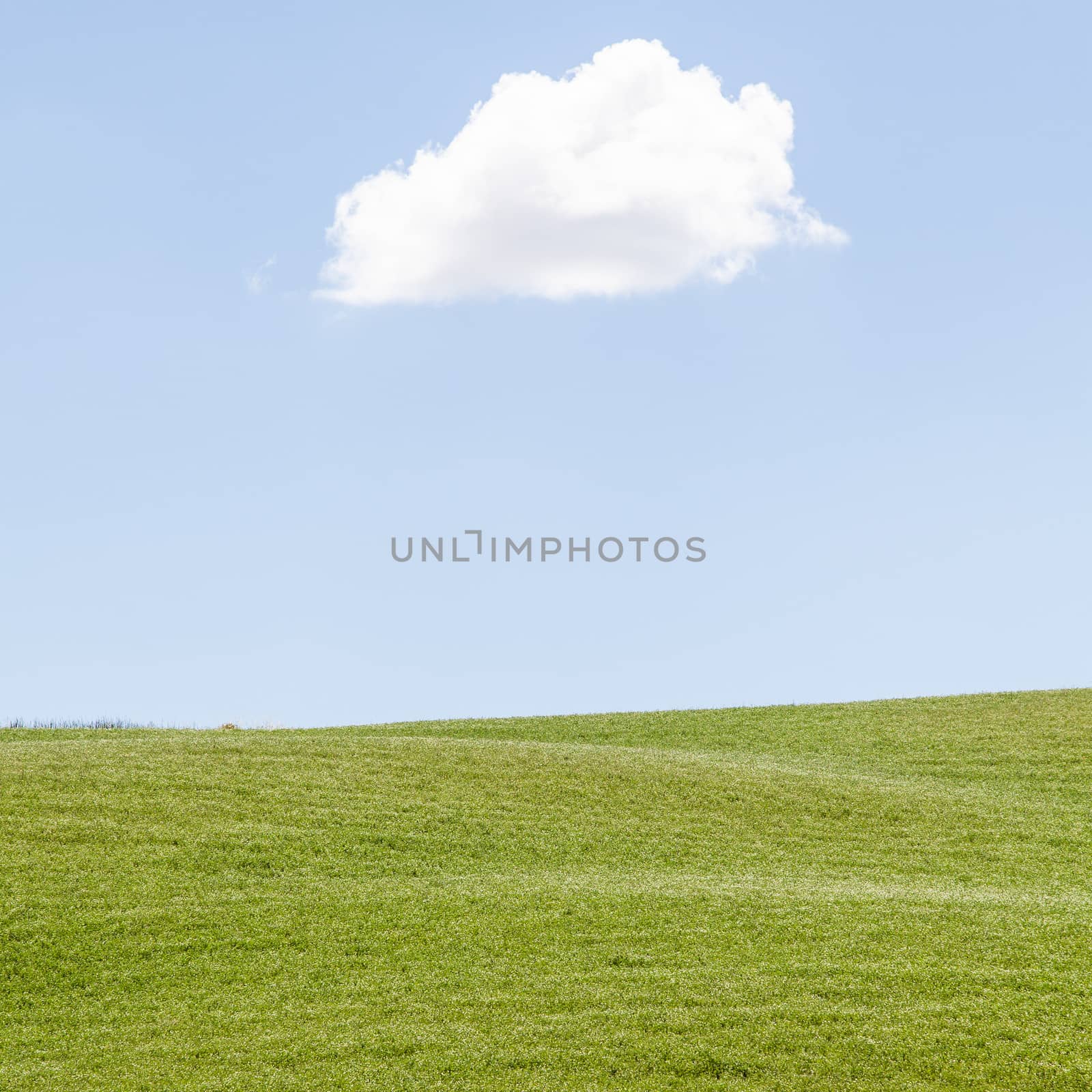 Green field under a blue sky in Val Orcia, Tuscany region, Italy