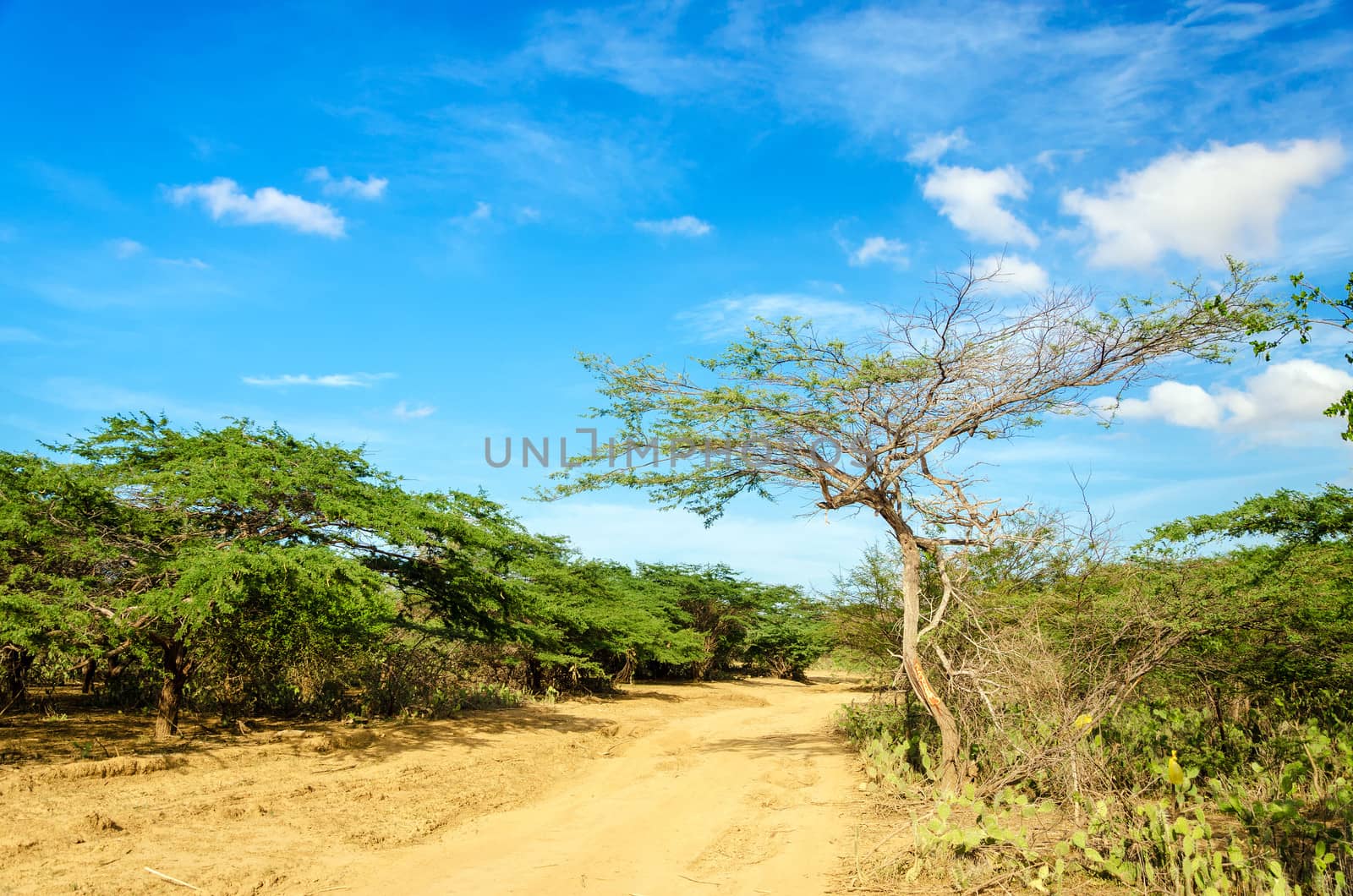 Dirt road running through an arid region in La Guajira, Colombia