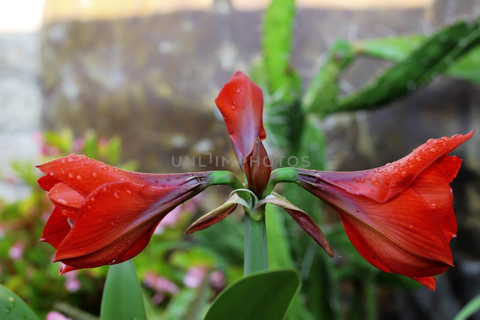 Blooming red amarilis and water drops after rain by scullery