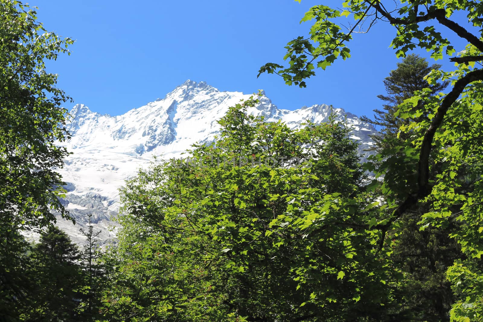 Snowy caucasus mountains and green forest under