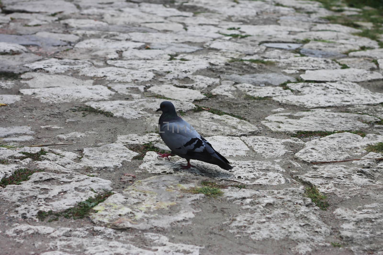 Grey pigeon walking on the stone road