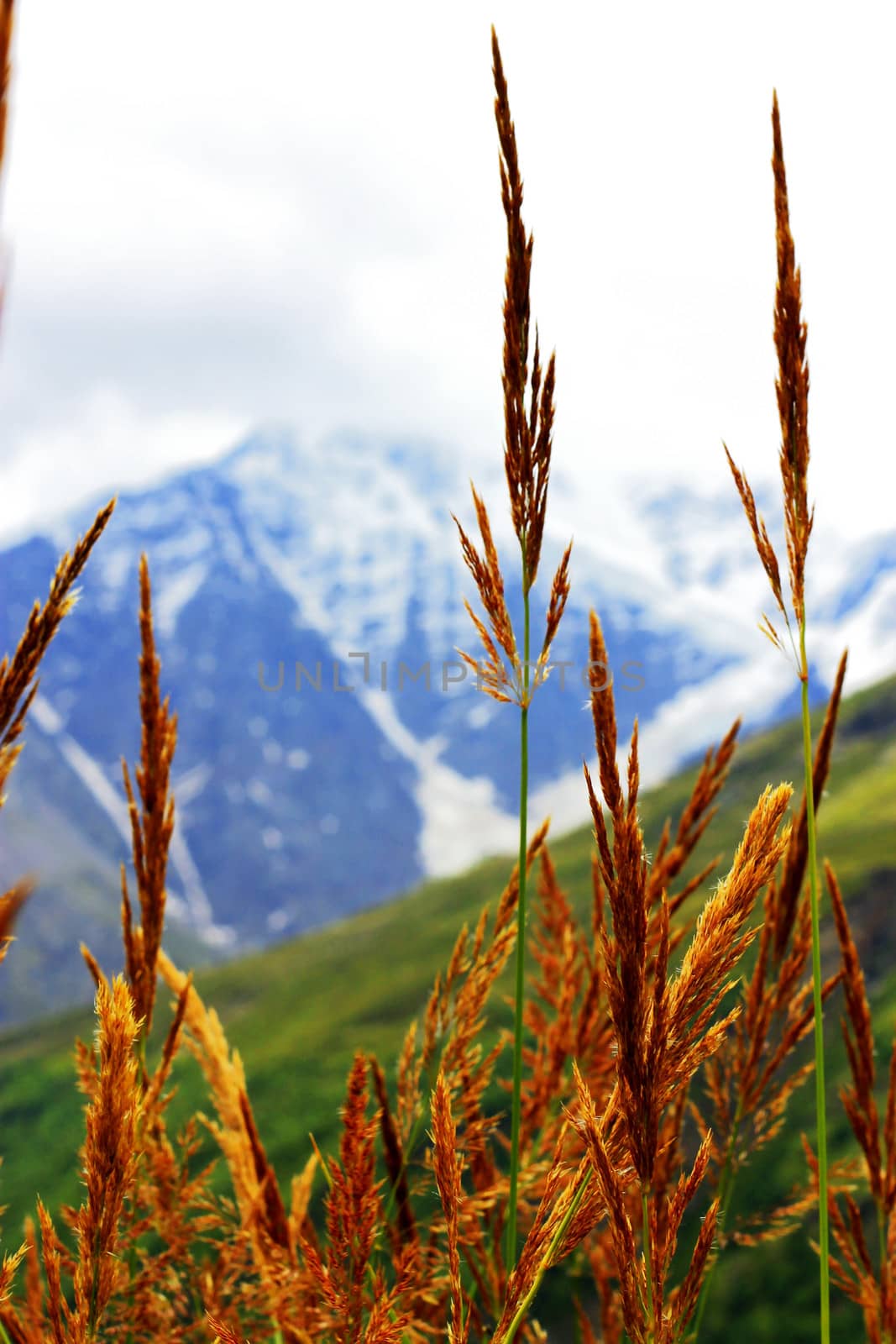 Ears of yellow grass growing on the meadow