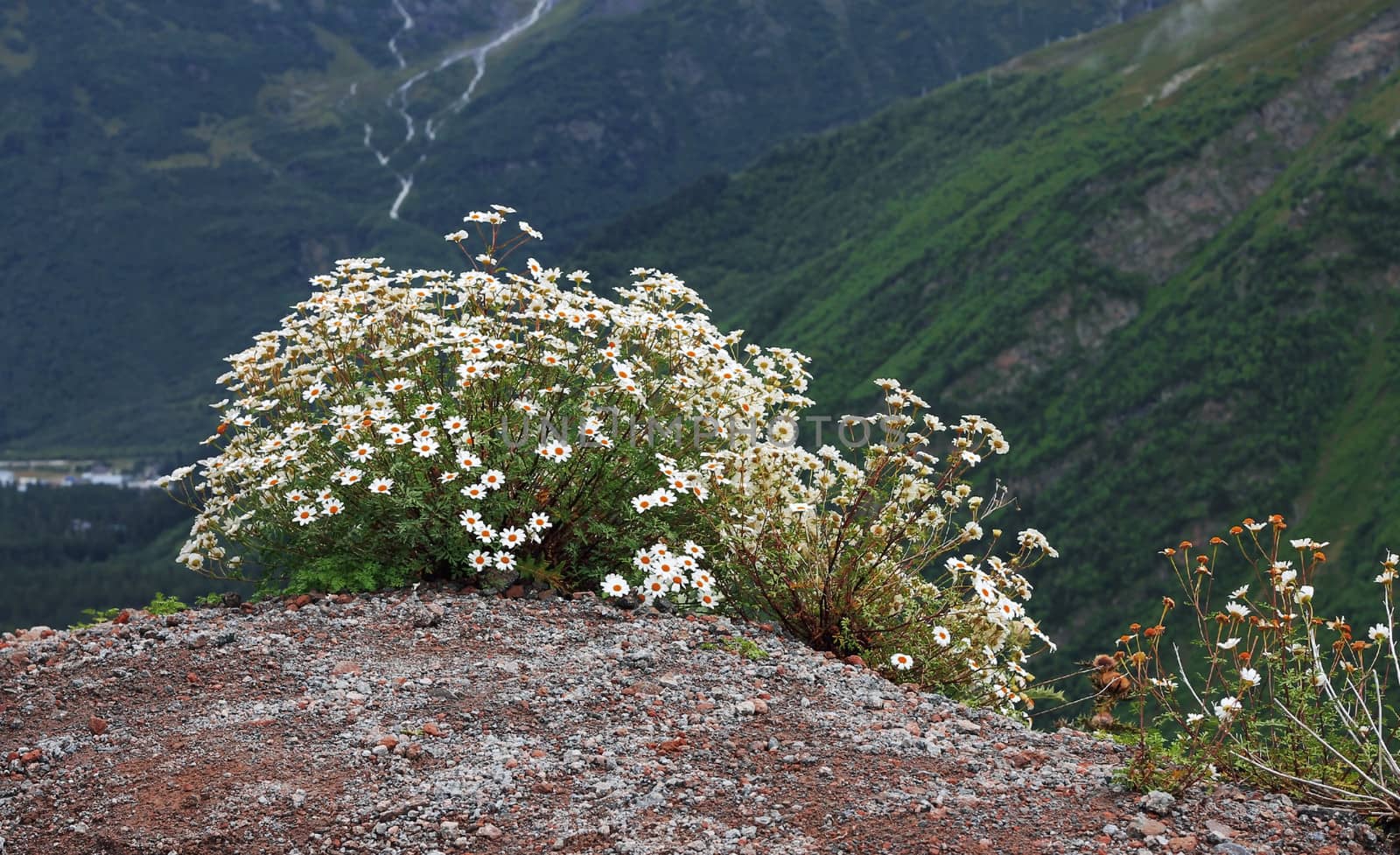 Caucasus mountain landscape and bush of camomiles