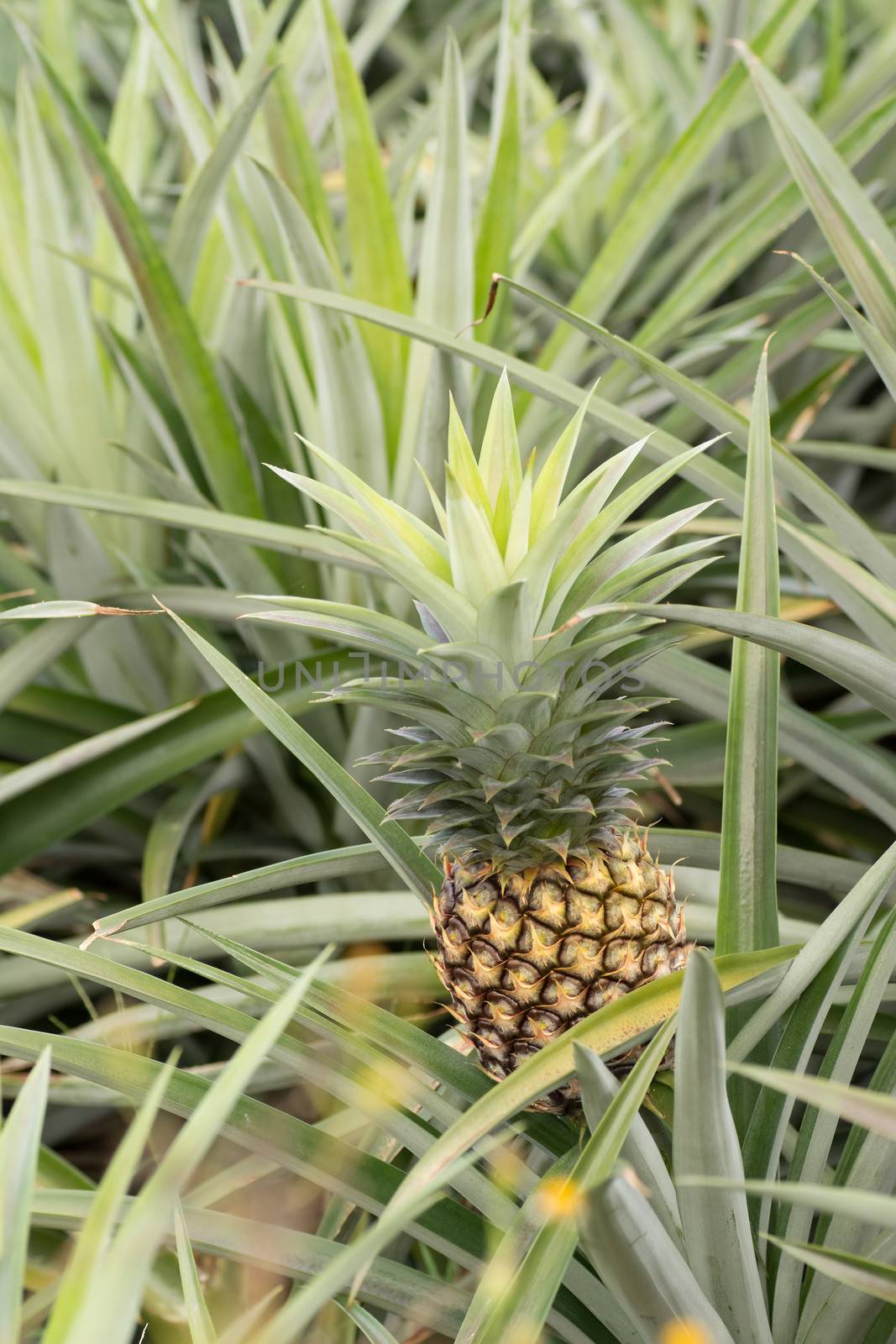 Pineapple farm by elwynn