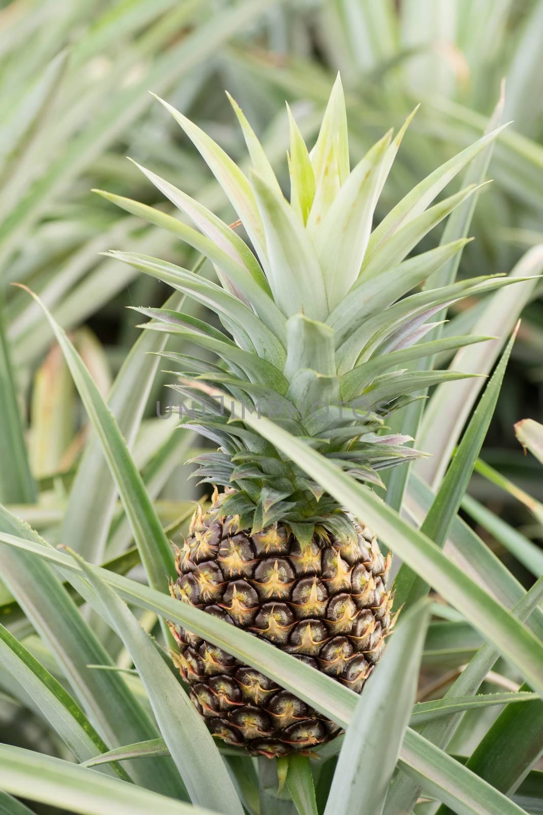 Pineapple farm by elwynn
