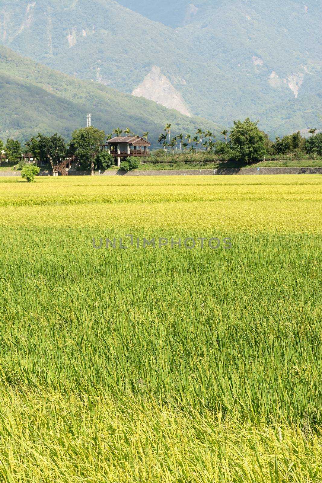 Idyllic rural scenery with yellow paddy field in Taiwan, Asia.