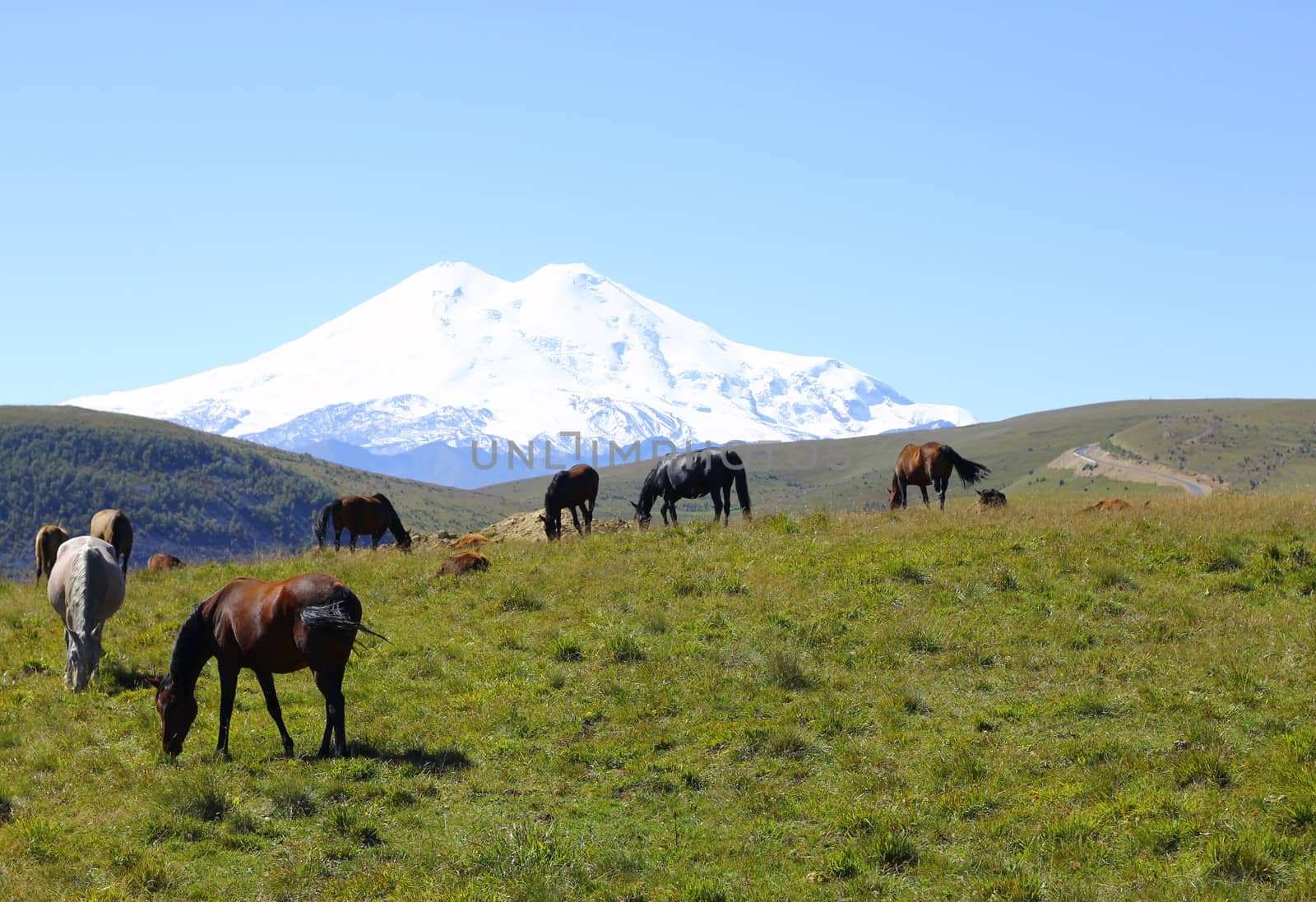 Horses on the summer autumn caucasus meadow