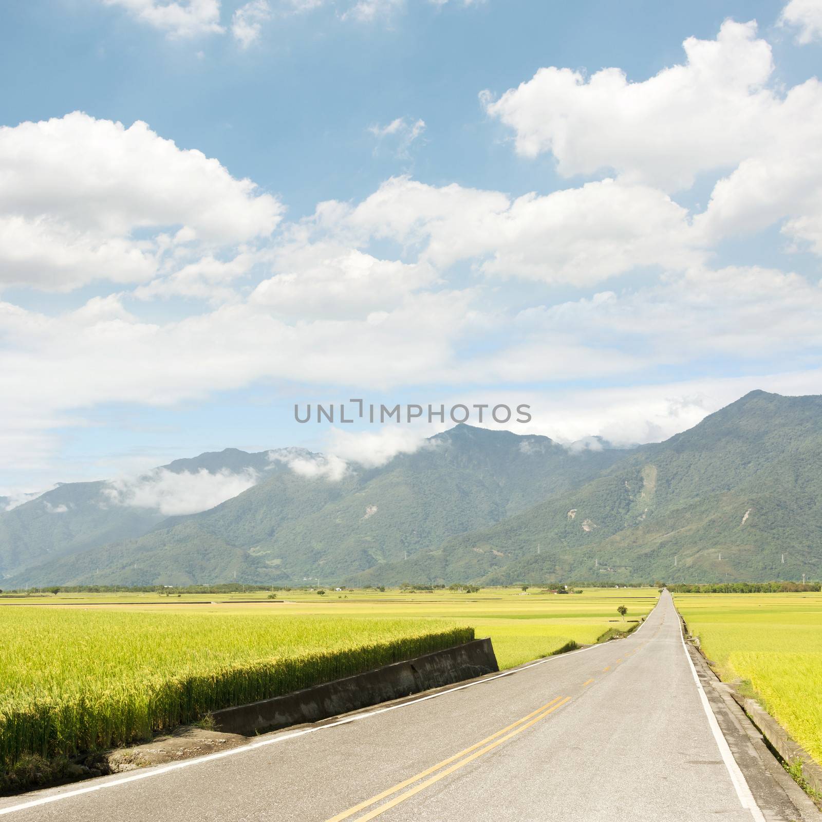 Road in rural with yellow paddy farm in Taiwan, Asia.