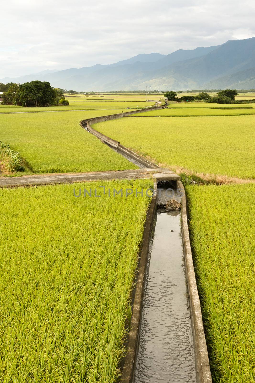 Rural scenery with golden paddy rice farm under sky in Taiwan, Asia.