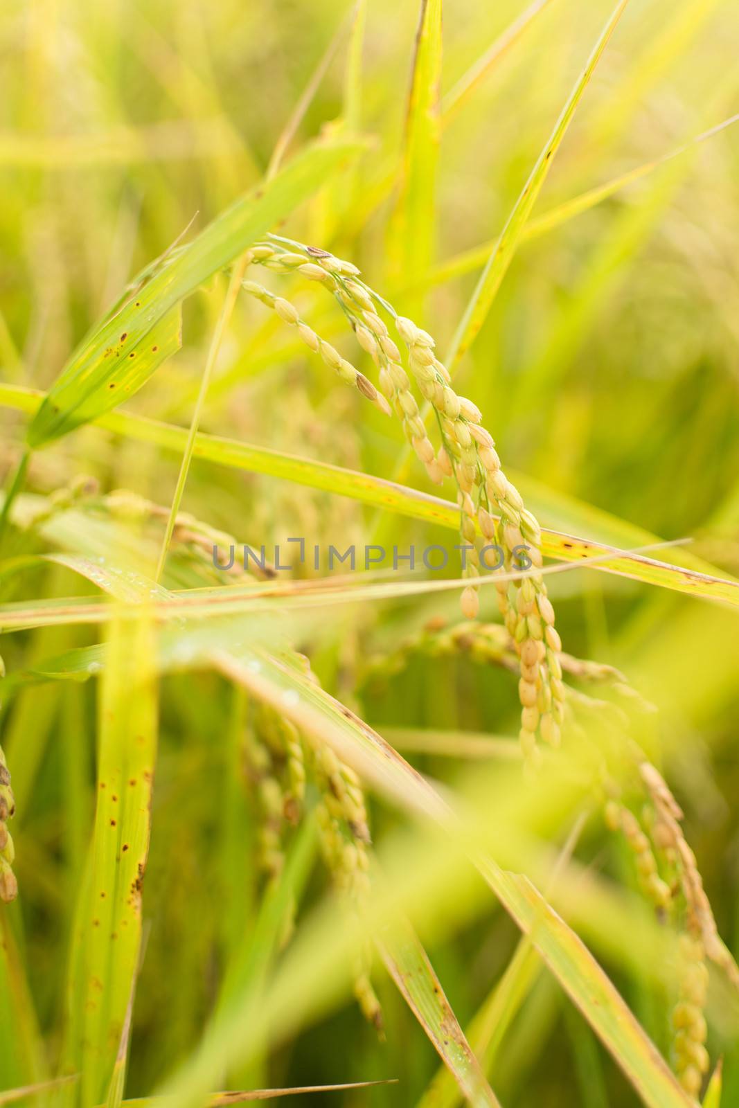 Golden paddy rice farm, closeup image with shallow depth of field.