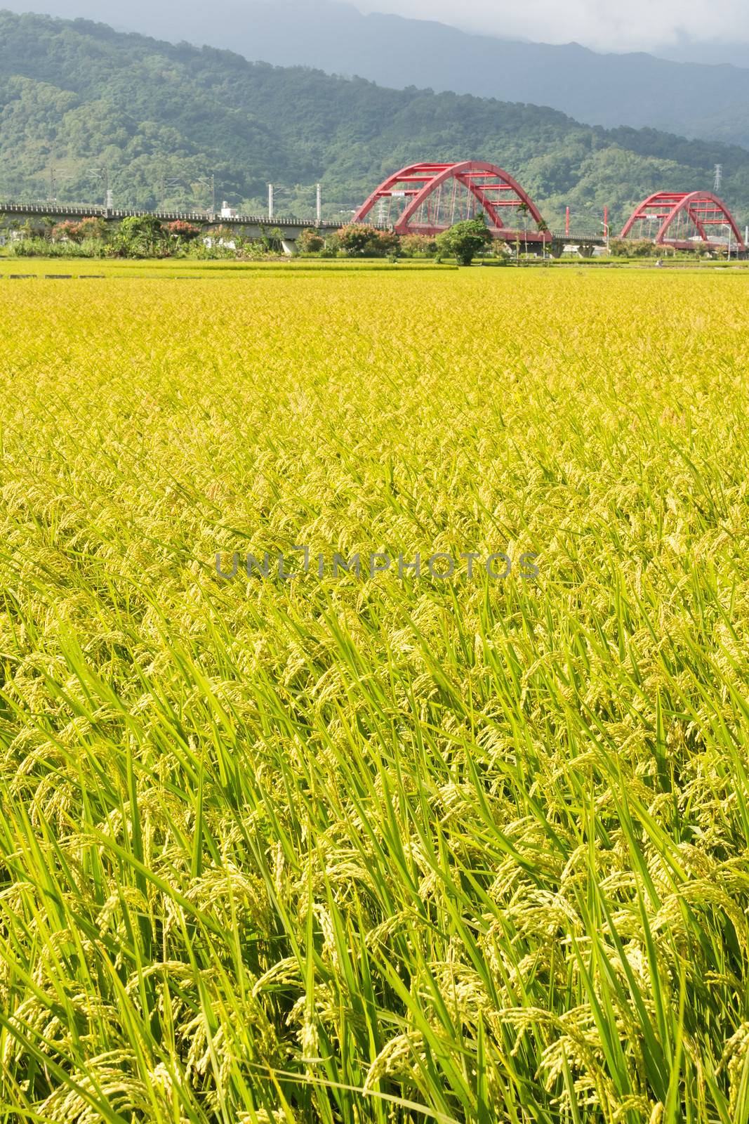Rural scenery with golden paddy rice farm and red bridge in Hualien, Taiwan, Asia.