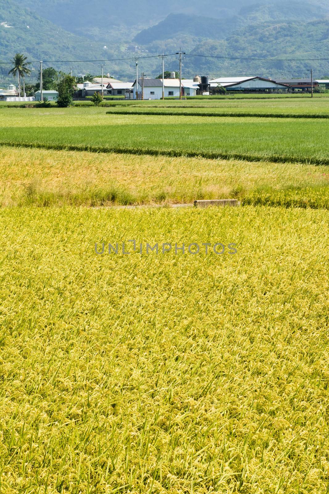 Rural scenery with golden paddy rice farm in Hualien, Taiwan, Asia.