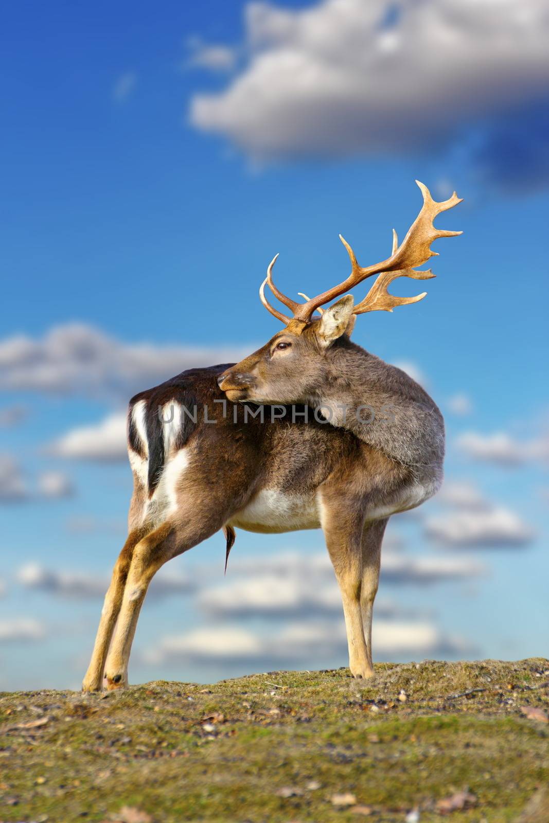 beautiful fallow deer buck ( dama dama ) standing on top of the hill over blue sky background