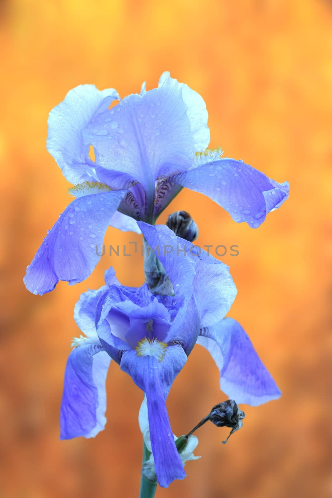 beautiful fresh iris germanica over defocused orange autumn background