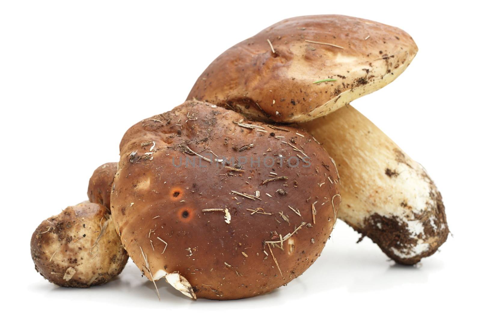 group of porcini agaric from the forest over white background with shadows