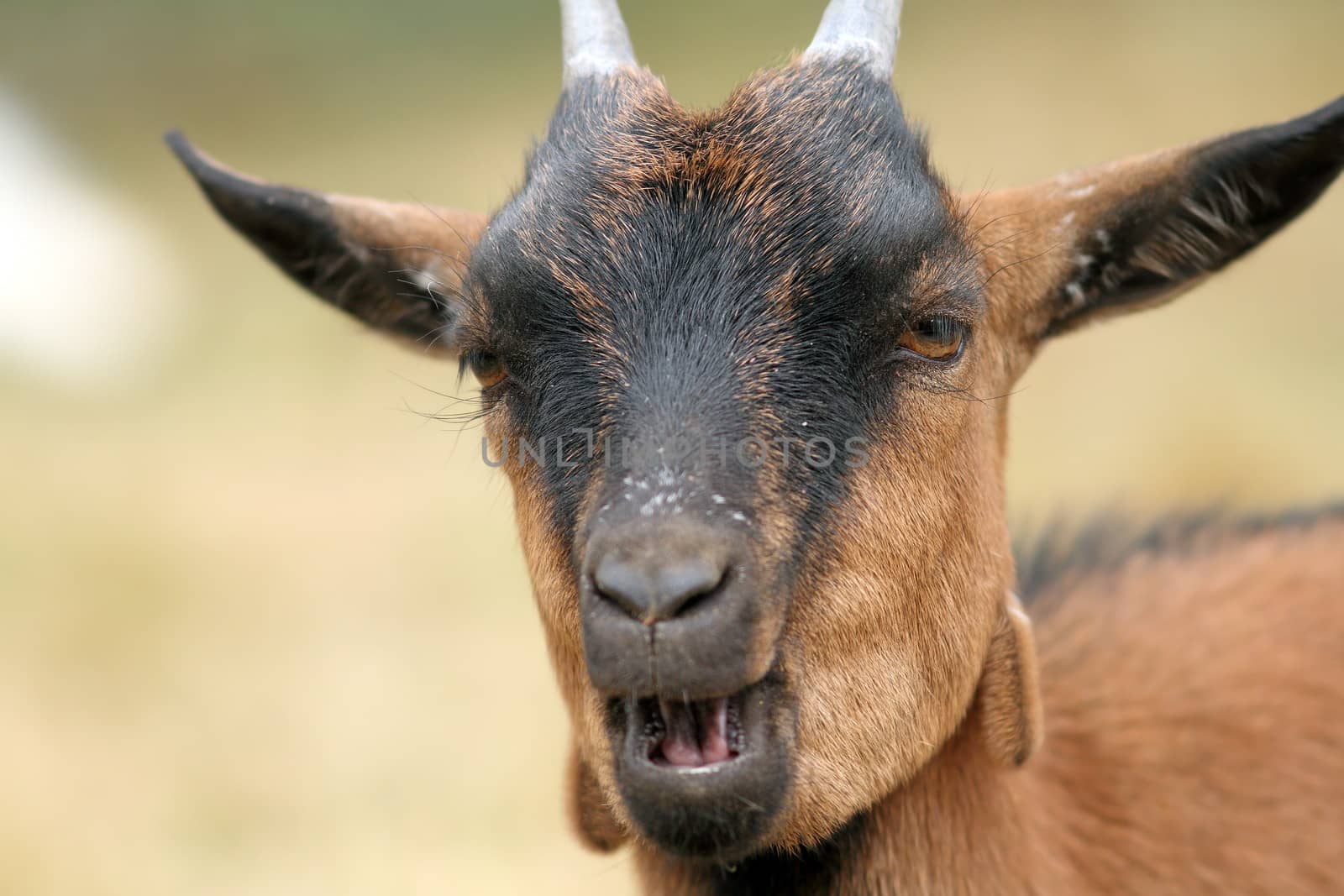 detailed portrait of a brown goat taken at the farm
