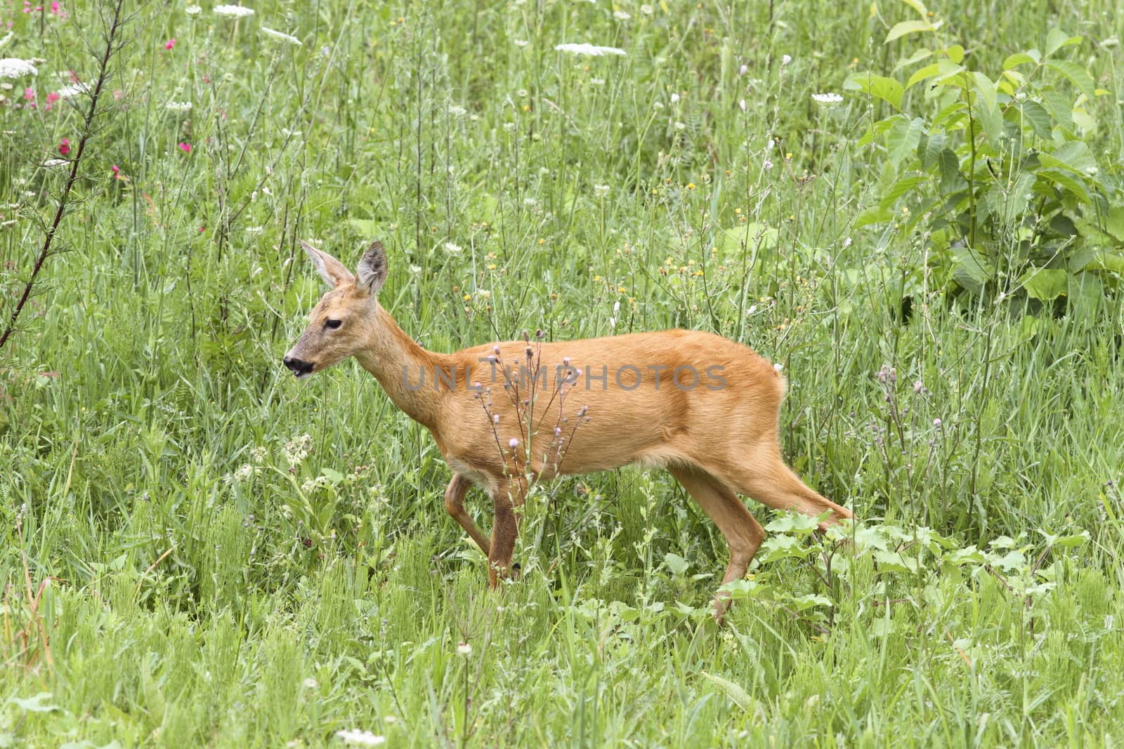 roe deer doe ( capreolus ) walking tranquil in the big green grass