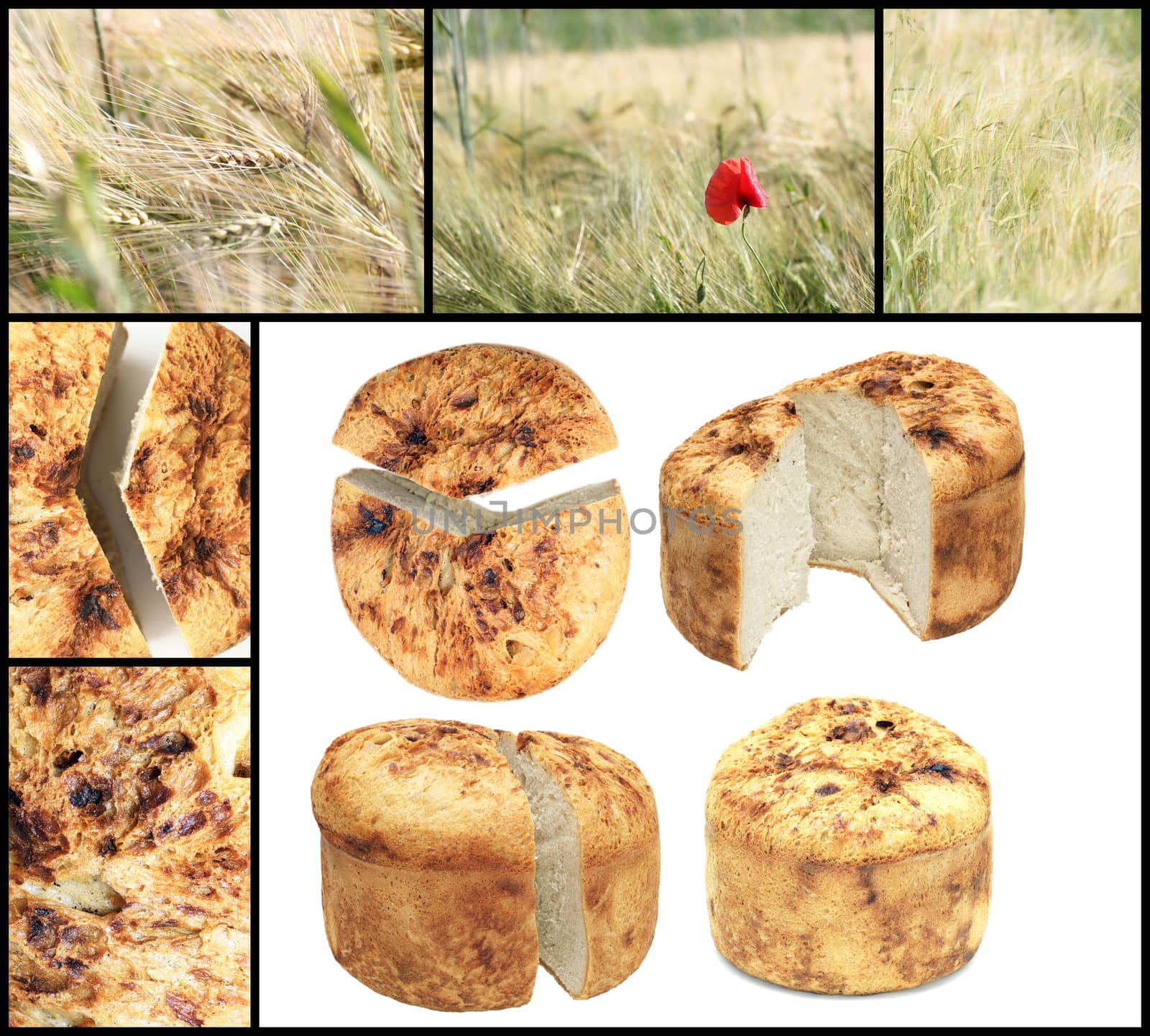 collage with isolated traditional romanian homemade bread and wheat field