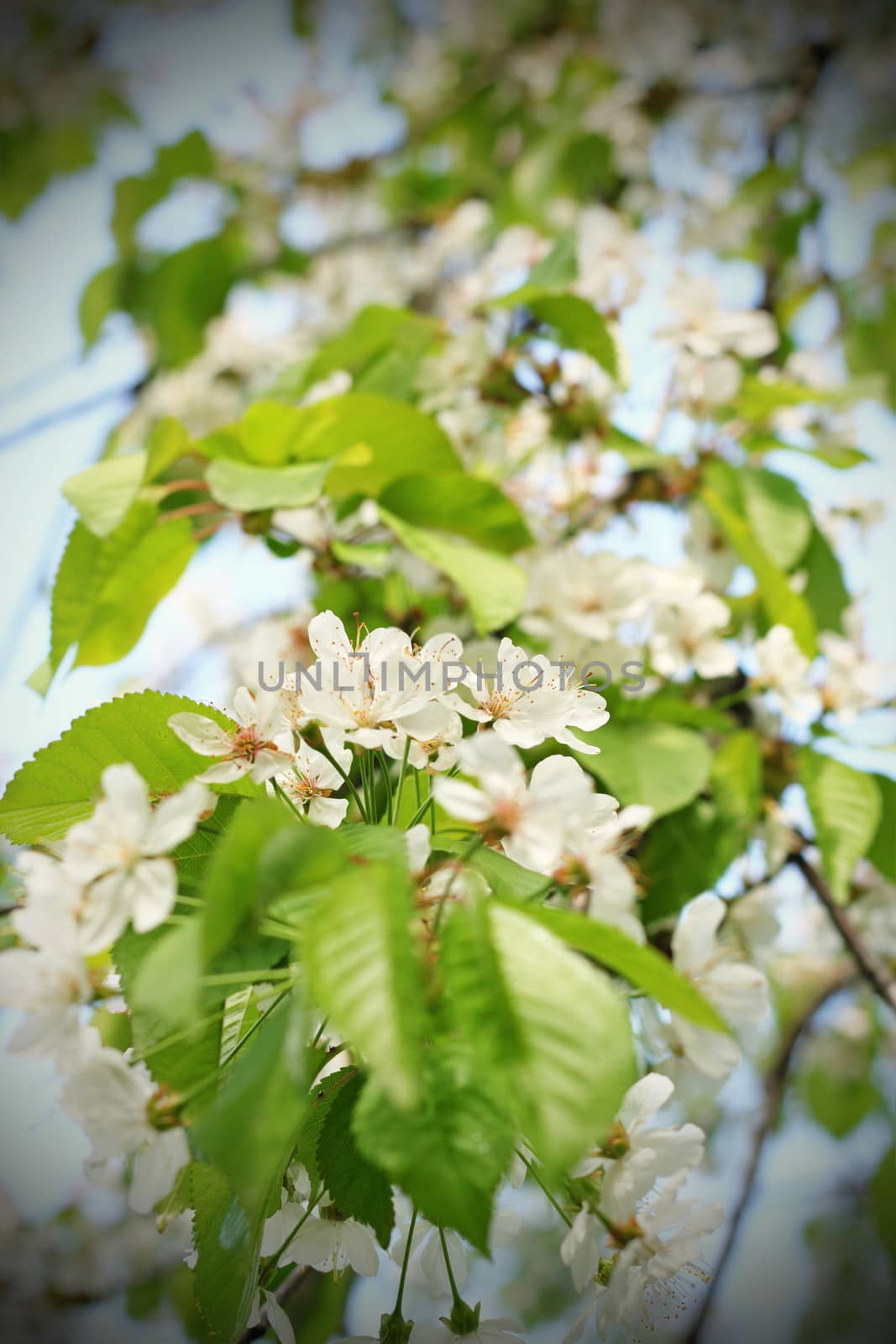 spring white cherry flowers on tree by taviphoto