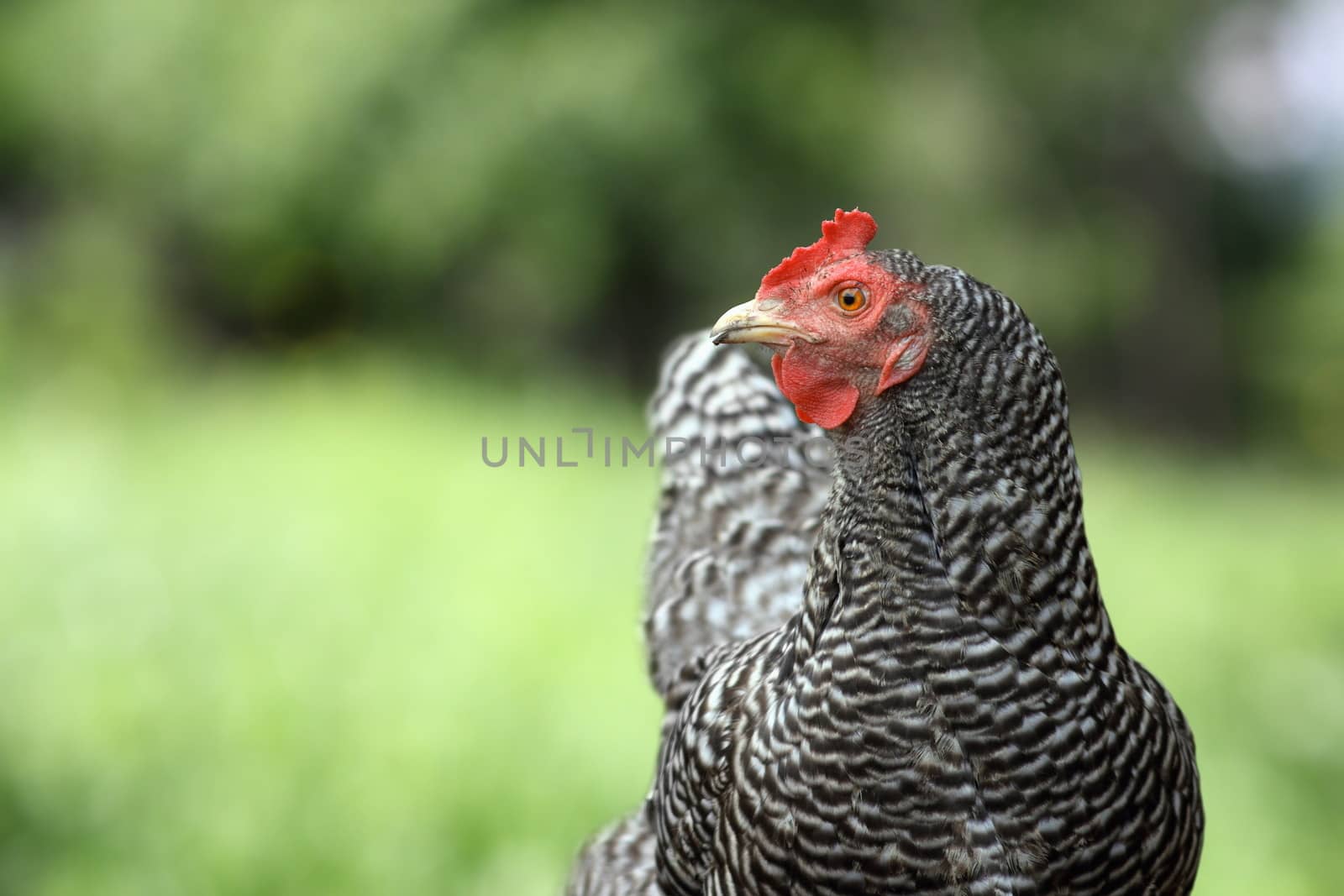 striped hen standing over green lawn out of focus background