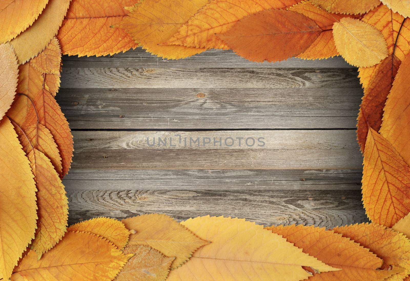 thanksgiving backdrop with cherry leaves on a dirty old wooden table