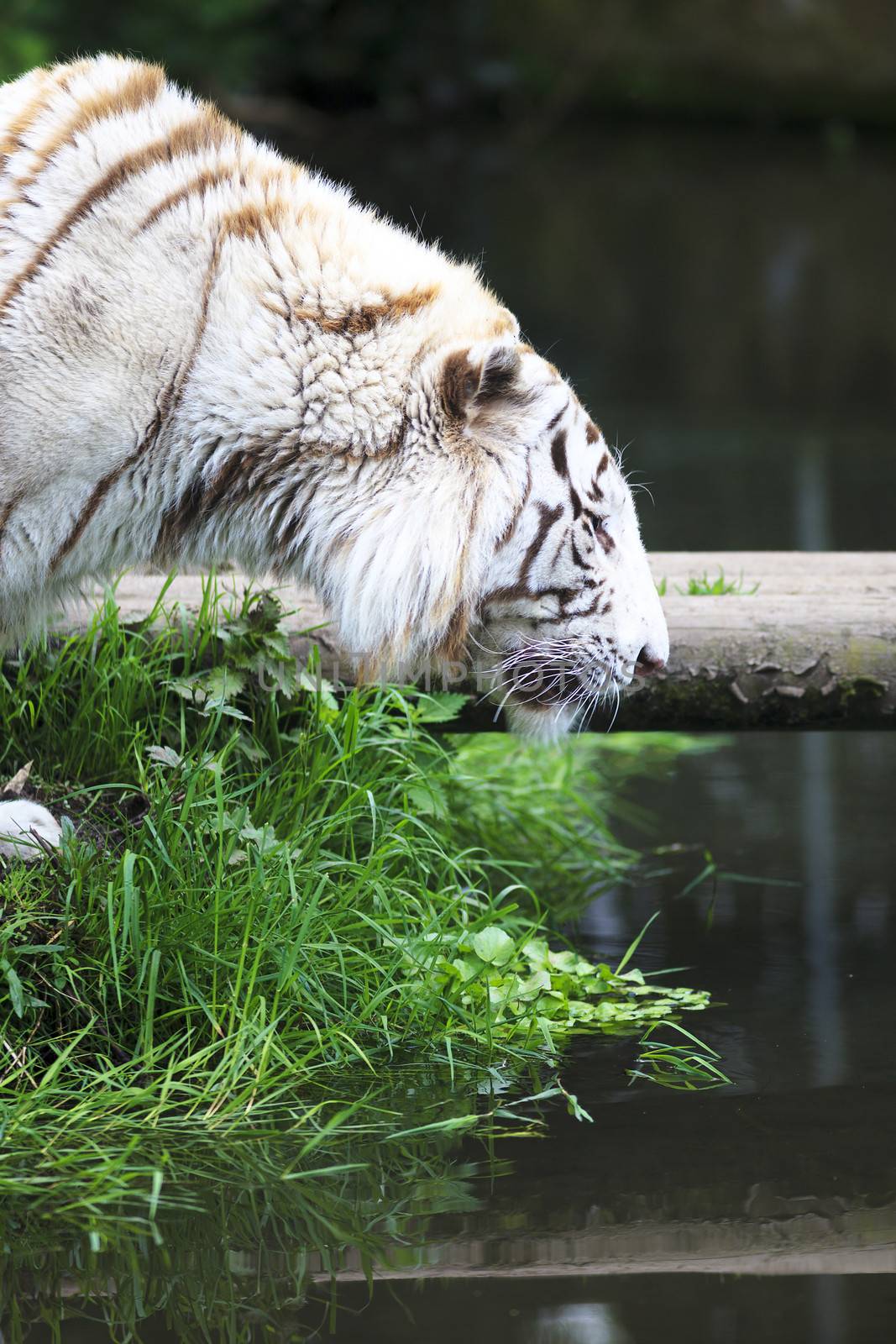 White tiger at river