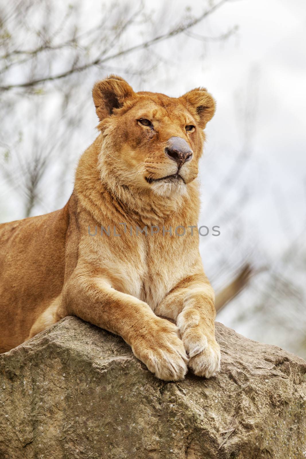 Lioness resting on a rock