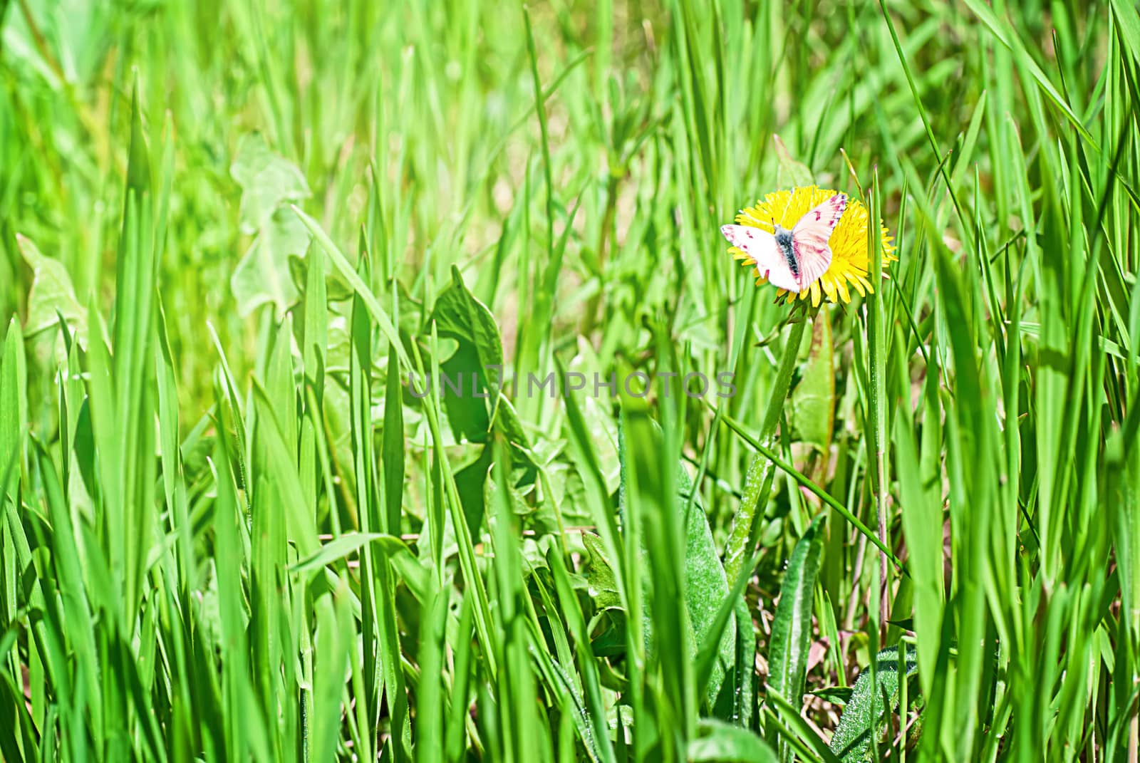 Field of spring flowers and perfect sunny day by Zhukow