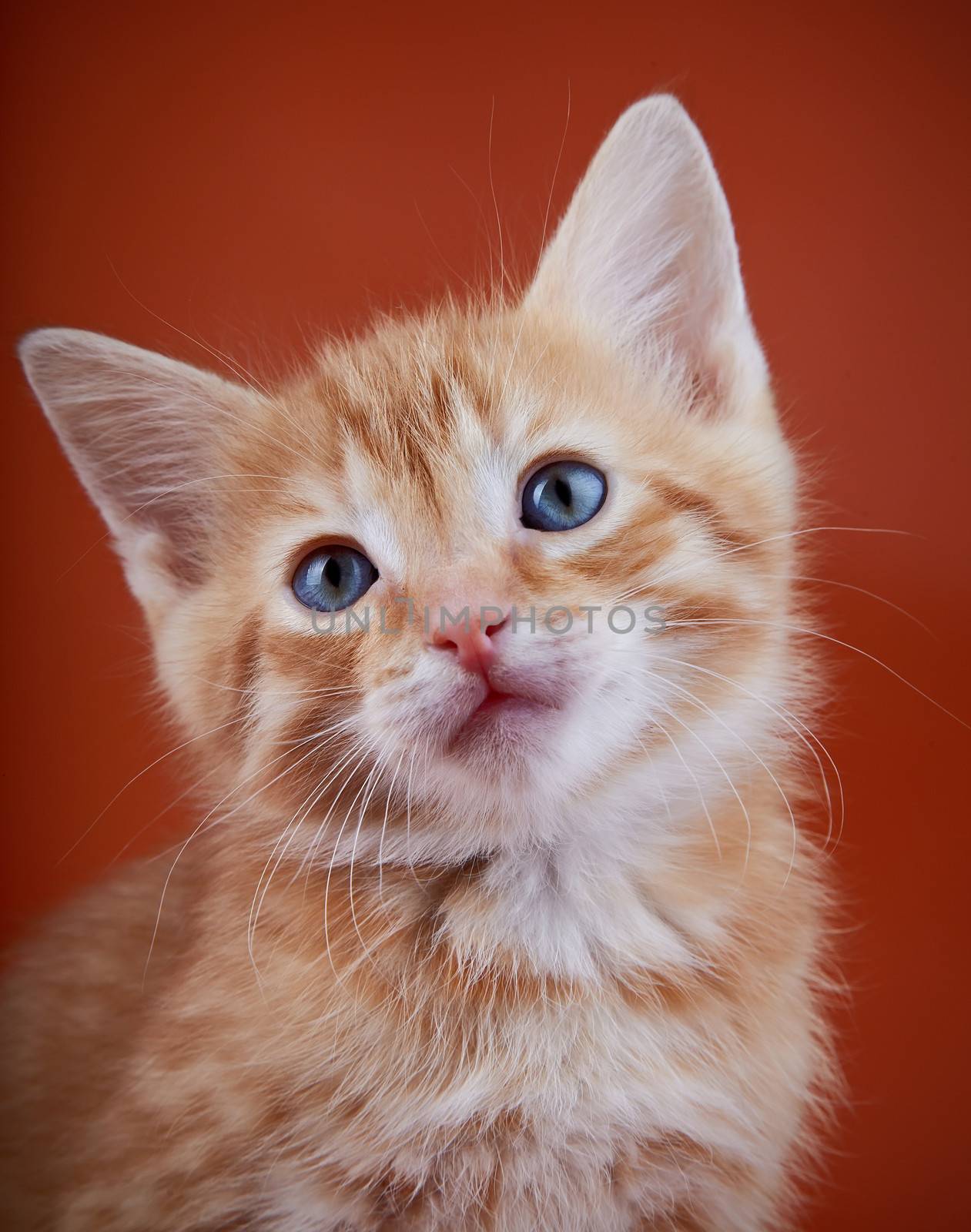 Red kitten with blue eyes on a red background. by Azaliya