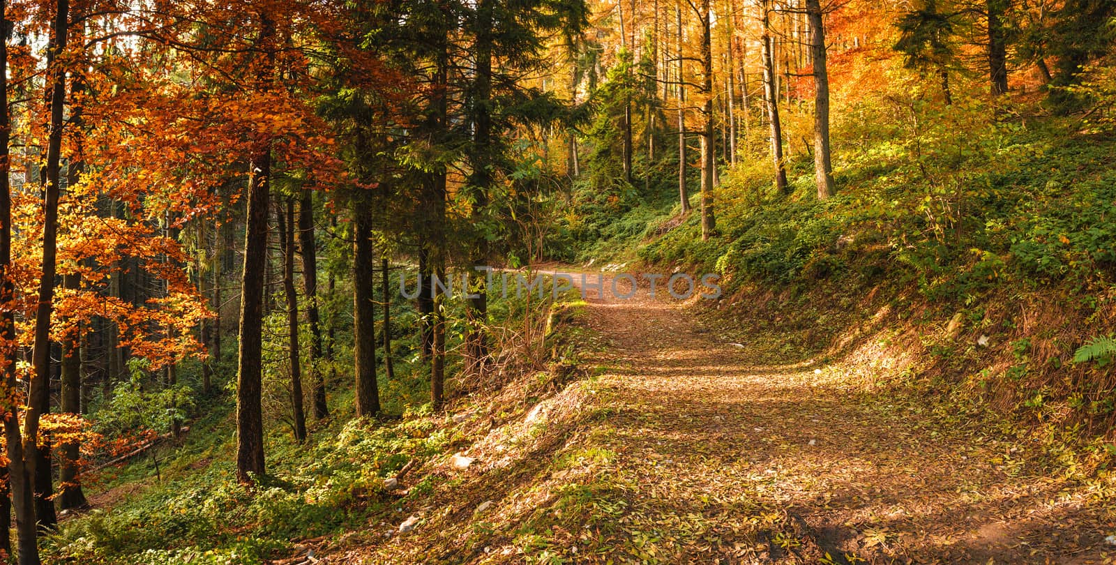 Autumn in the park of Campo dei Fiori, Varese by Mdc1970