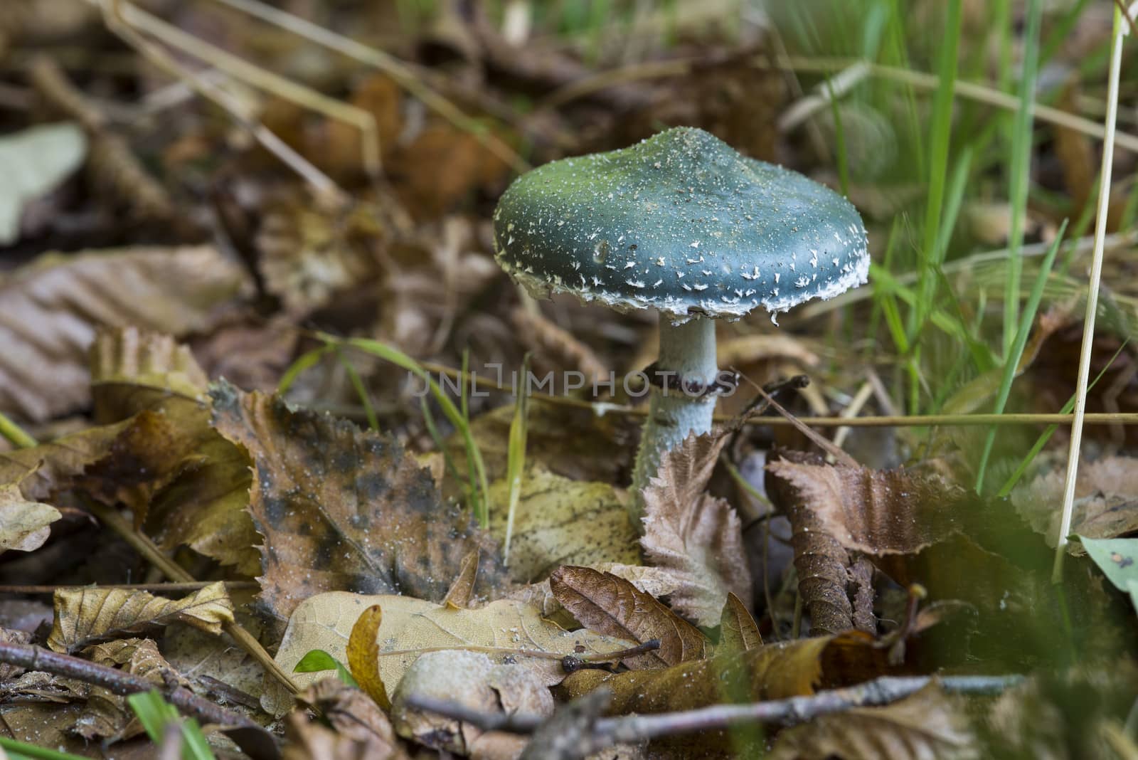 Psilocybe aeruginosa fungus in nature in holland