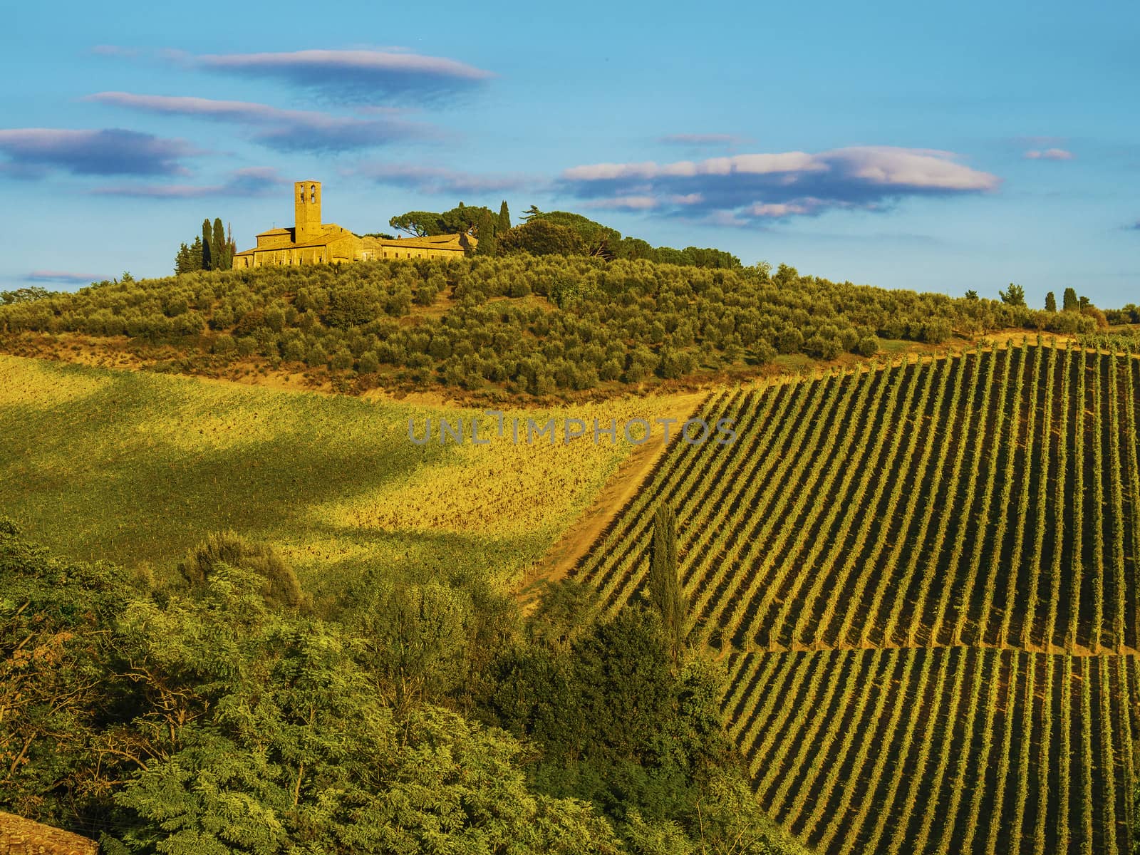 vineyard hill of Tuscany by f/2sumicron