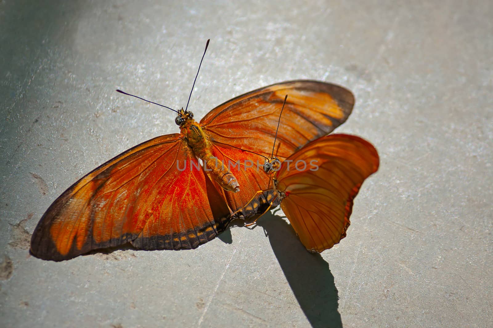 Beautiful tropical butterflys  close-up, Thailand.Image with shallow depth of field.