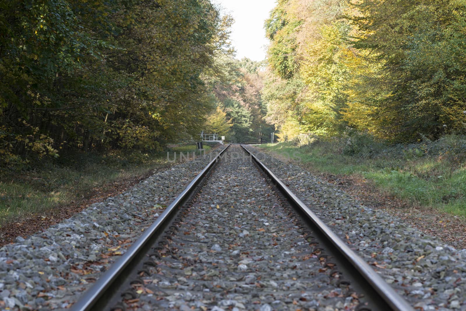 railroad track in autumn forest