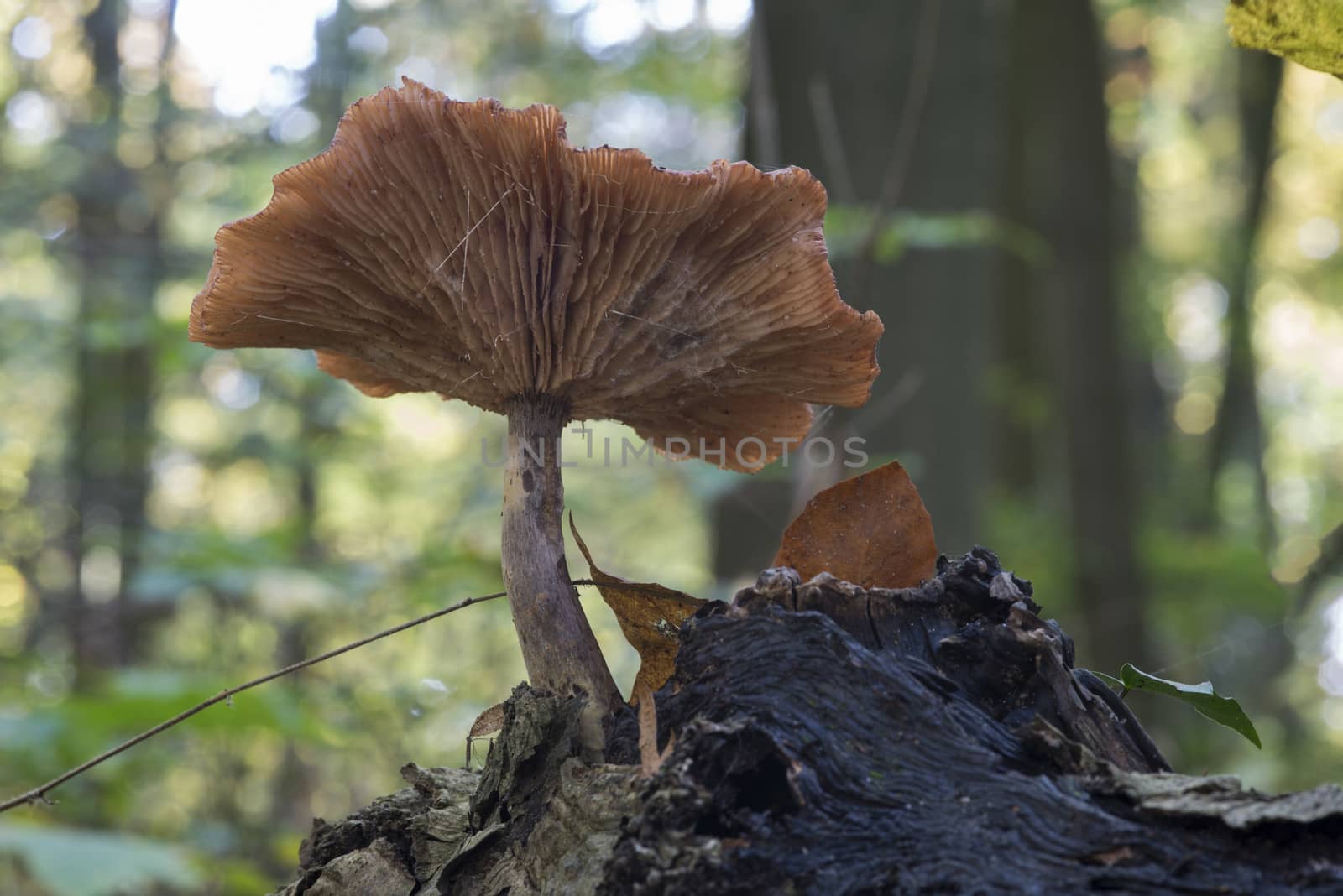 single fungus in autumn forest with leaves 