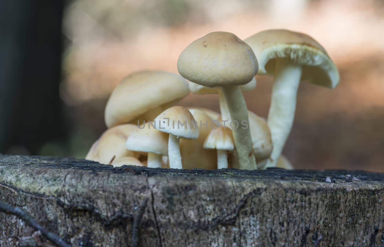 group fungus in autumn forest with leaves 